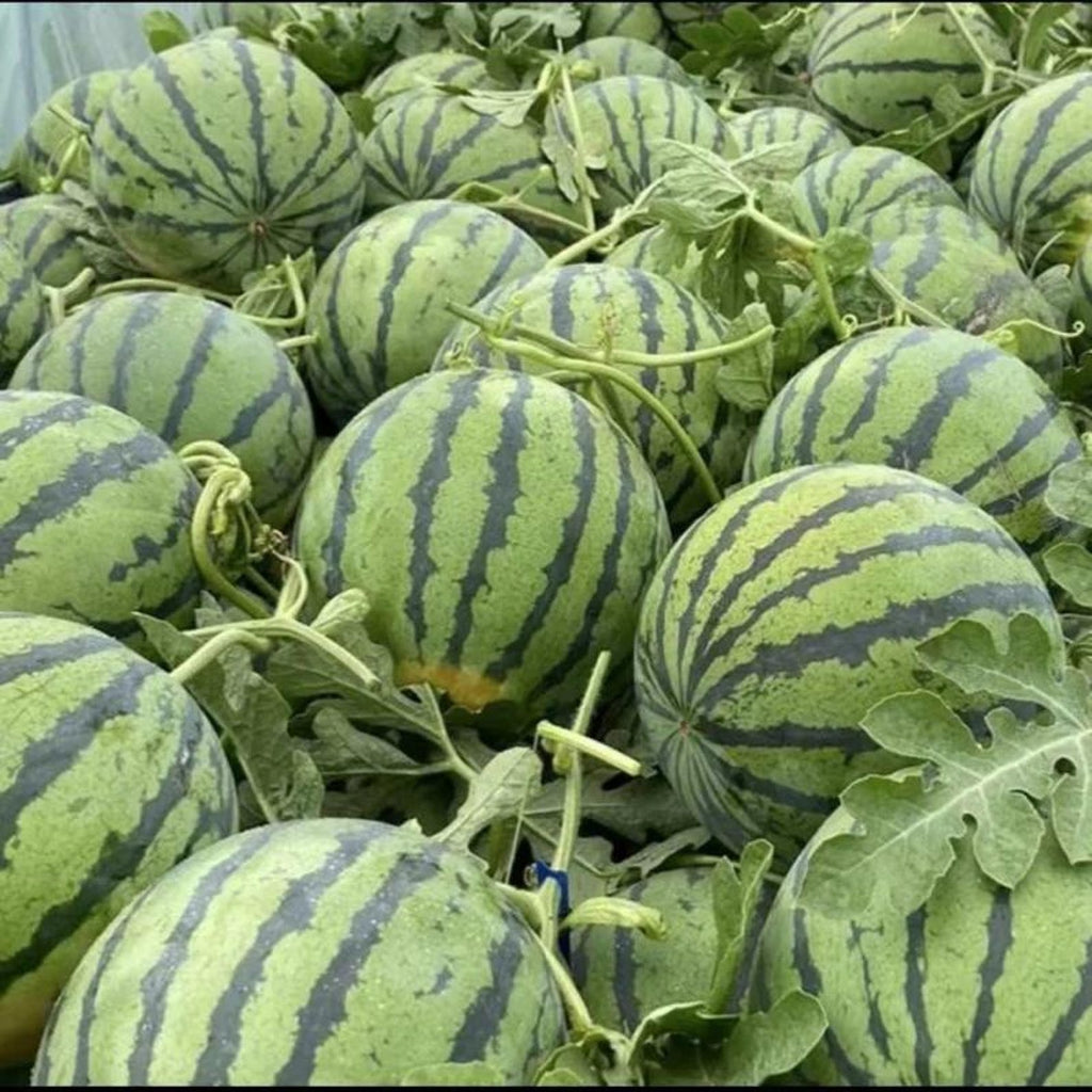 60pcs Heirloom Non-GMO Watermelon Seeds Sweet Delicious Fresh Eating Easy to Grow Vegetable Fruit Seeds for Home Garden Container Planting
