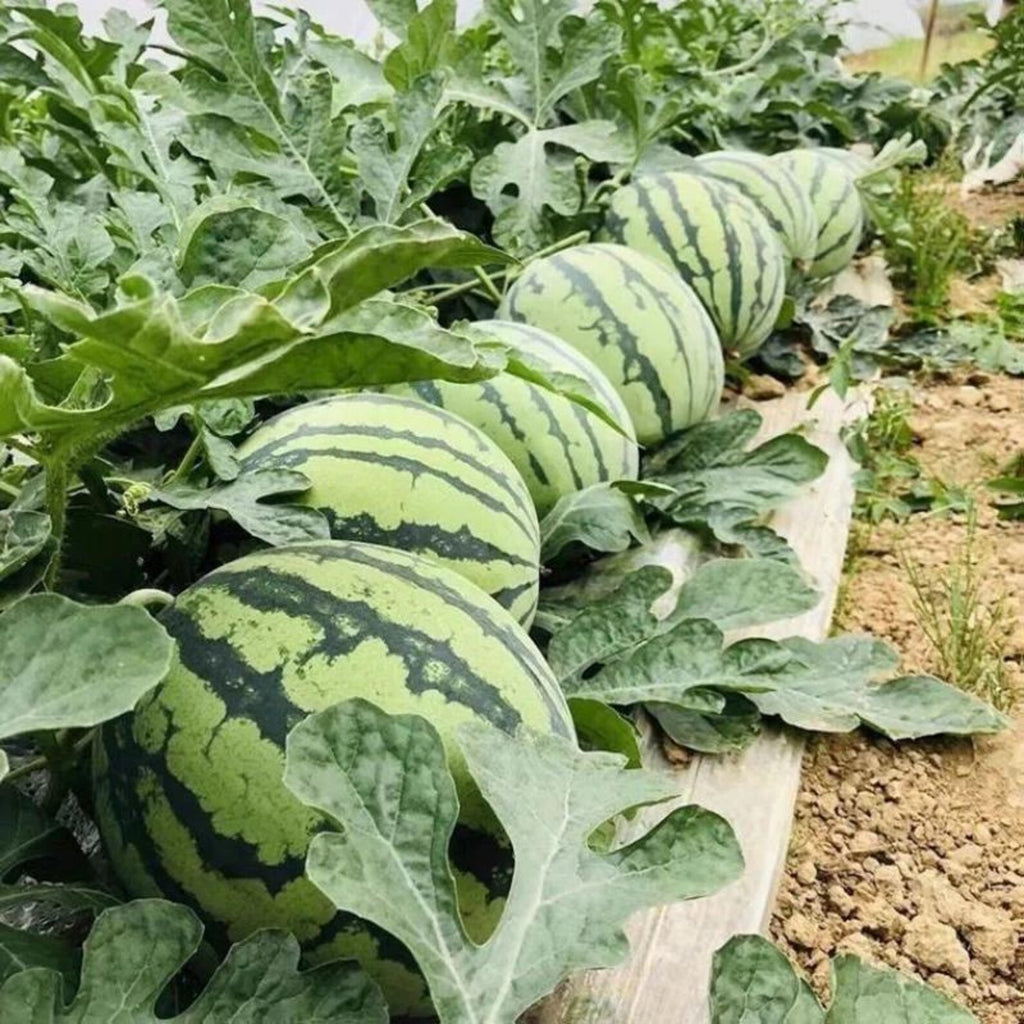60pcs Heirloom Non-GMO Watermelon Seeds Sweet Delicious Fresh Eating Easy to Grow Vegetable Fruit Seeds for Home Garden Container Planting