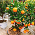 22 PCS Premium Heirloom Non GMO Organic Orange Tree Seeds Pollinator Friendly Easy to Grow Fruit Seeds for Indoor Outdoor Garden Planting