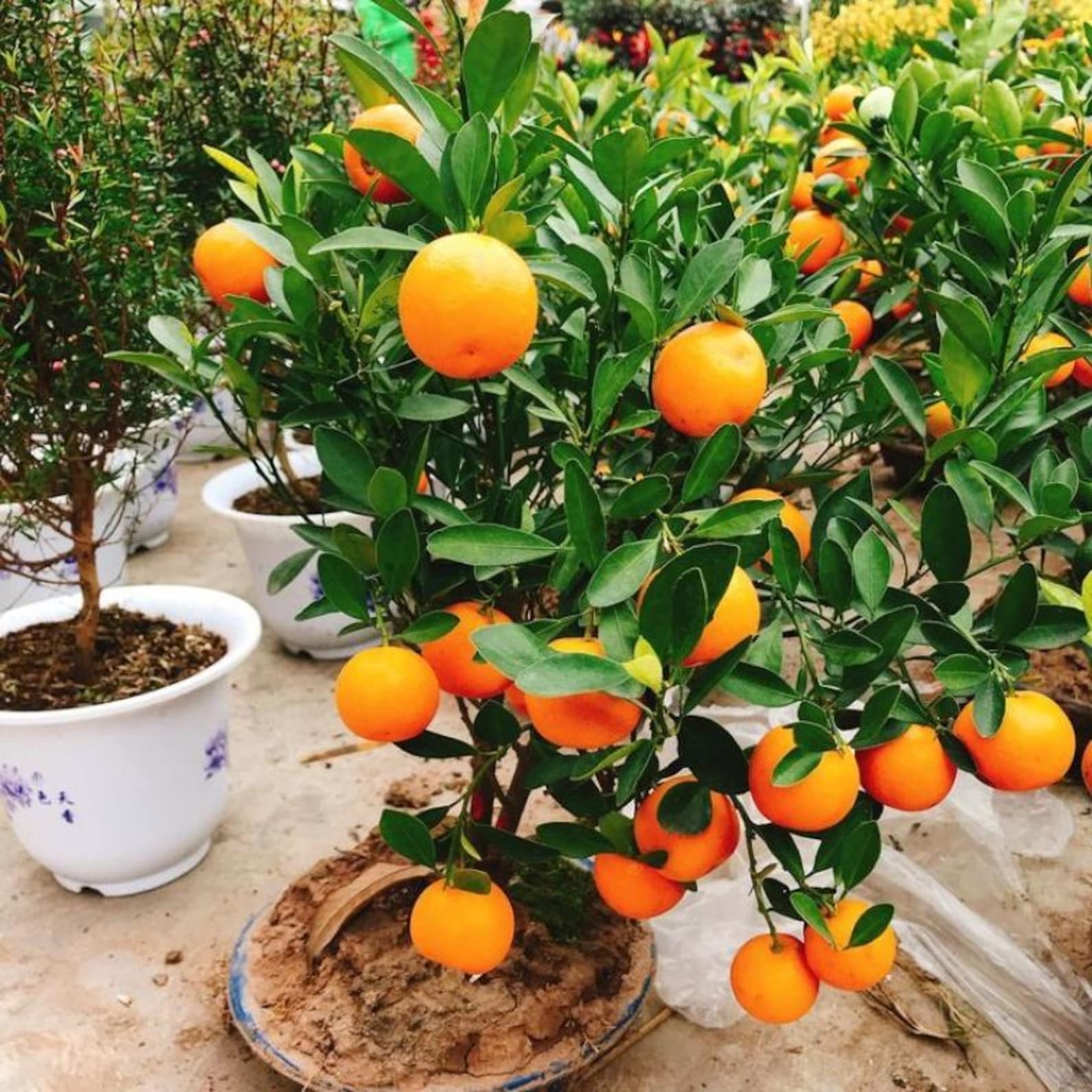 22 PCS Premium Heirloom Non GMO Organic Orange Tree Seeds Pollinator Friendly Easy to Grow Fruit Seeds for Indoor Outdoor Garden Planting