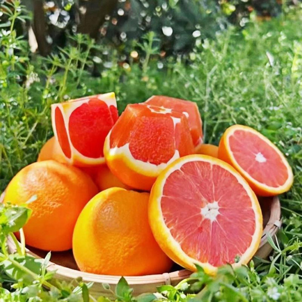 15 Count Organic Heirloom Non-GMO Blood Orange Tree Seeds Citrus Sinensis Open-Pollinated Fast Growing for Home Garden Fresh Eating
