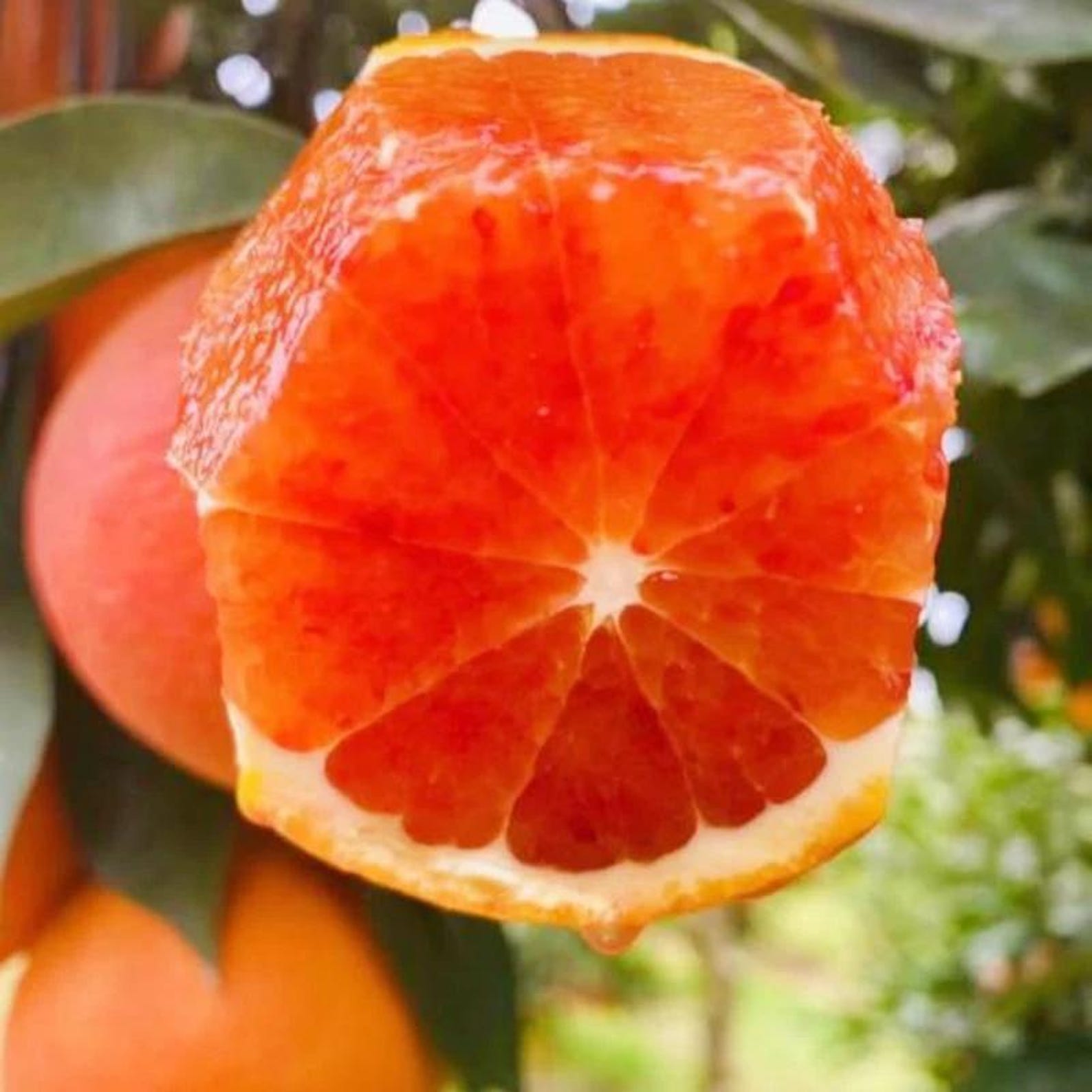 15 Count Organic Heirloom Non-GMO Blood Orange Tree Seeds Citrus Sinensis Open-Pollinated Fast Growing for Home Garden Fresh Eating