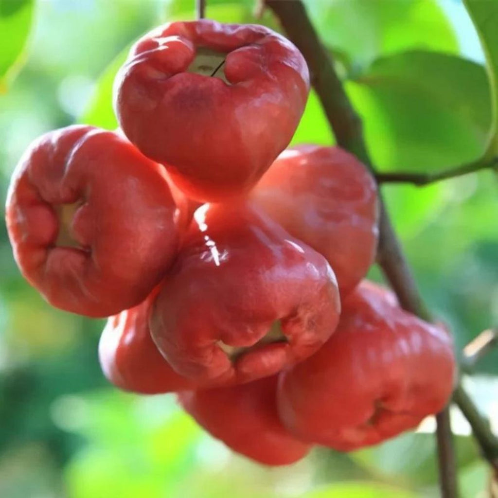 68 Pieces Rare Heirloom Wax Apple Seed Non-GMO Easy to Grow Rare Fruit Seeds for Home Garden Container Planting Fresh Eating