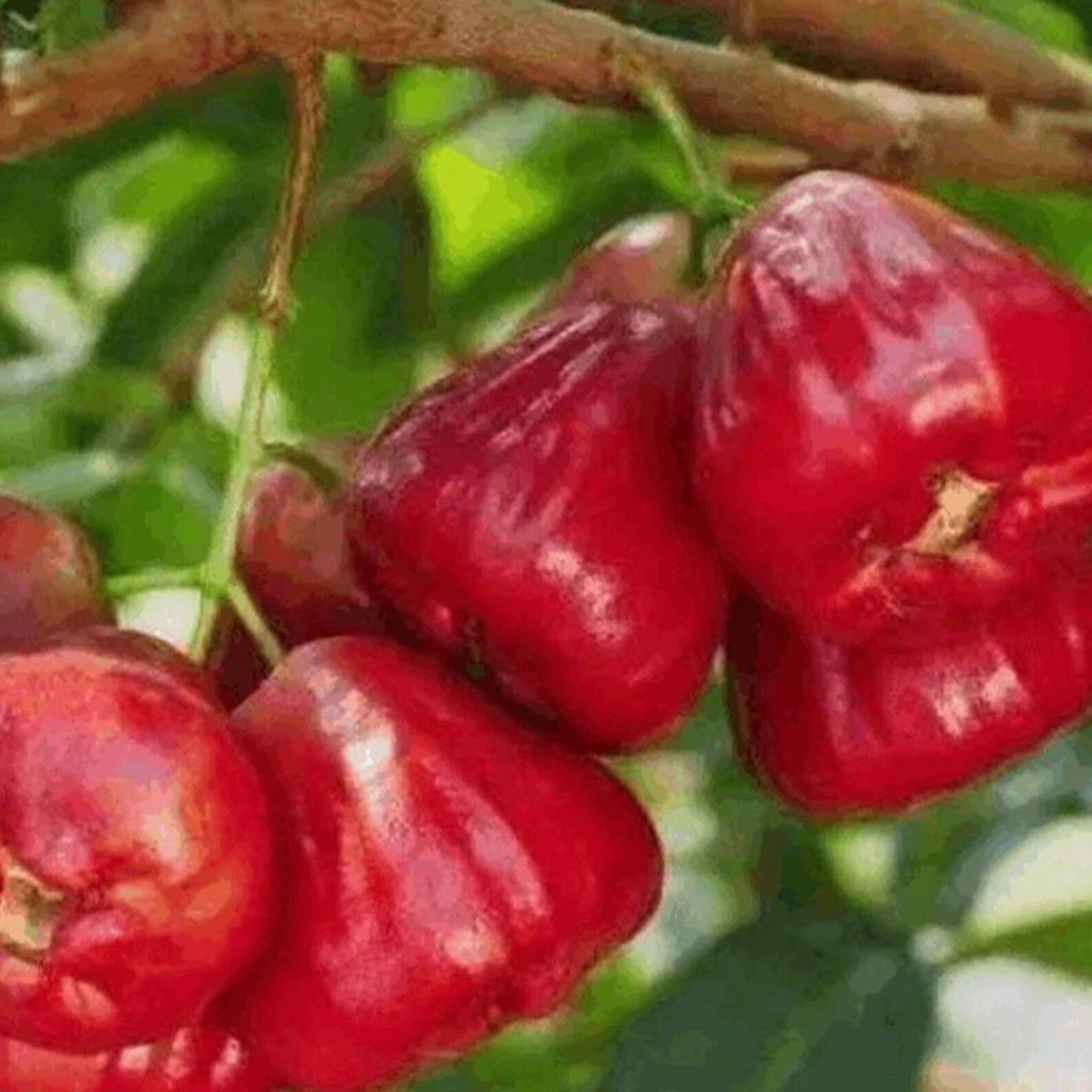 68 Pieces Rare Heirloom Wax Apple Seed Non-GMO Easy to Grow Rare Fruit Seeds for Home Garden Container Planting Fresh Eating