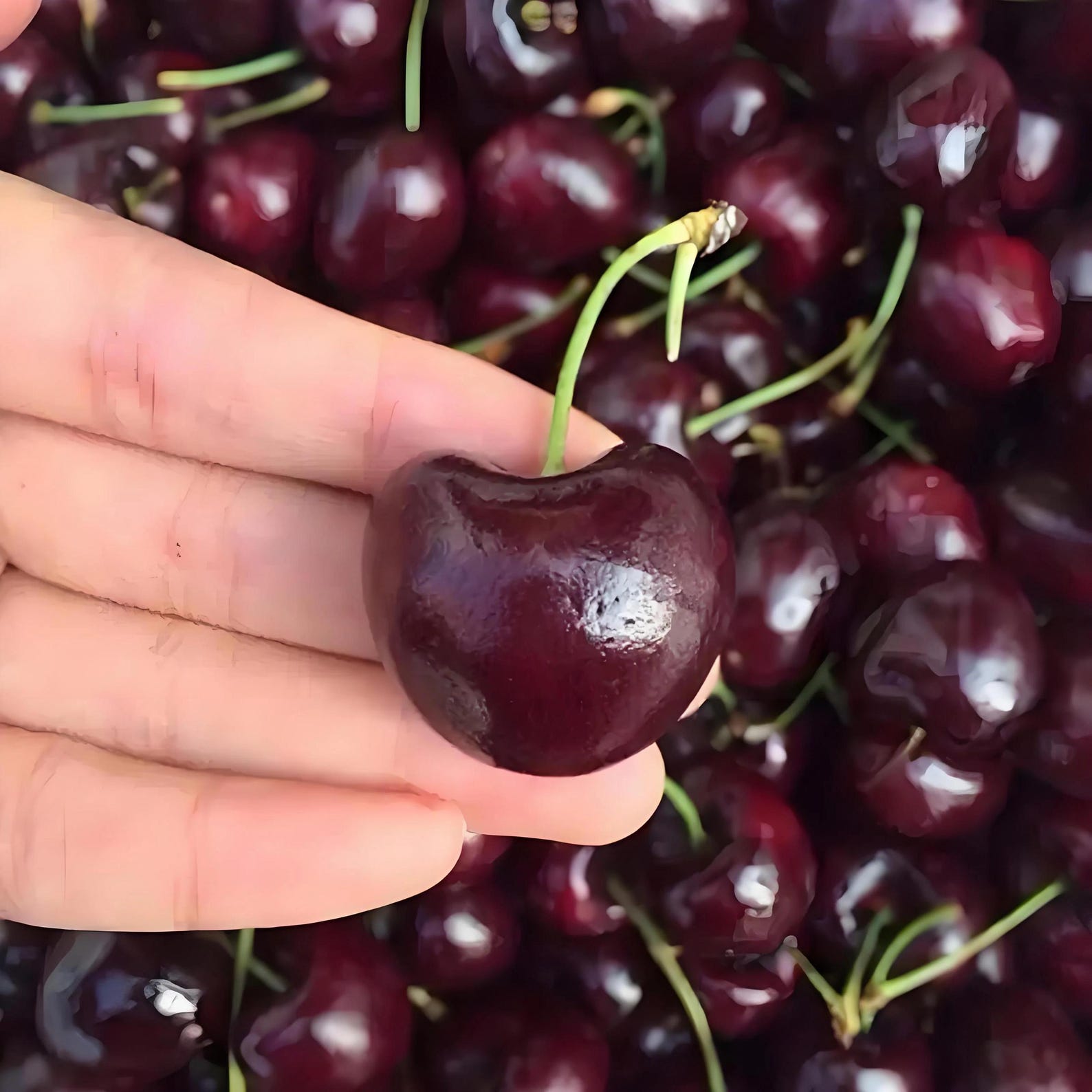 25 Pieces Open-Pollinated Organic Black Cherry Tree Seeds Prunus Serotina High Yield Easy Growing Fruit Seeds for Home Garden Outdoor Planting Fresh Eating