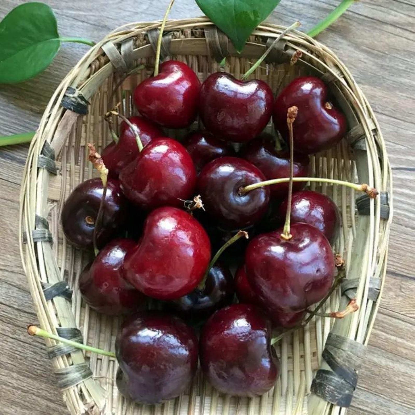 25 Pieces Open-Pollinated Organic Black Cherry Tree Seeds Prunus Serotina High Yield Easy Growing Fruit Seeds for Home Garden Outdoor Planting Fresh Eating