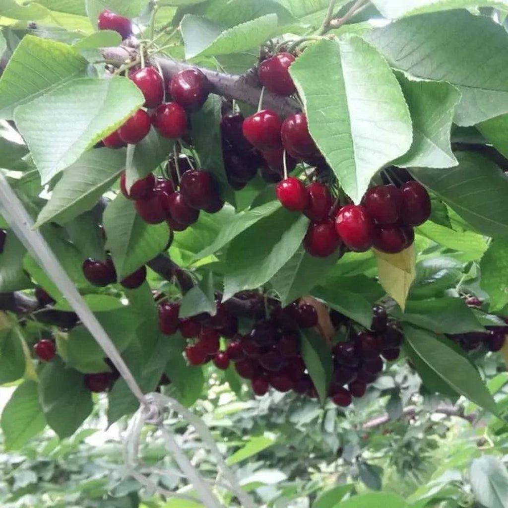 25 Pieces Open-Pollinated Organic Black Cherry Tree Seeds Prunus Serotina High Yield Easy Growing Fruit Seeds for Home Garden Outdoor Planting Fresh Eating