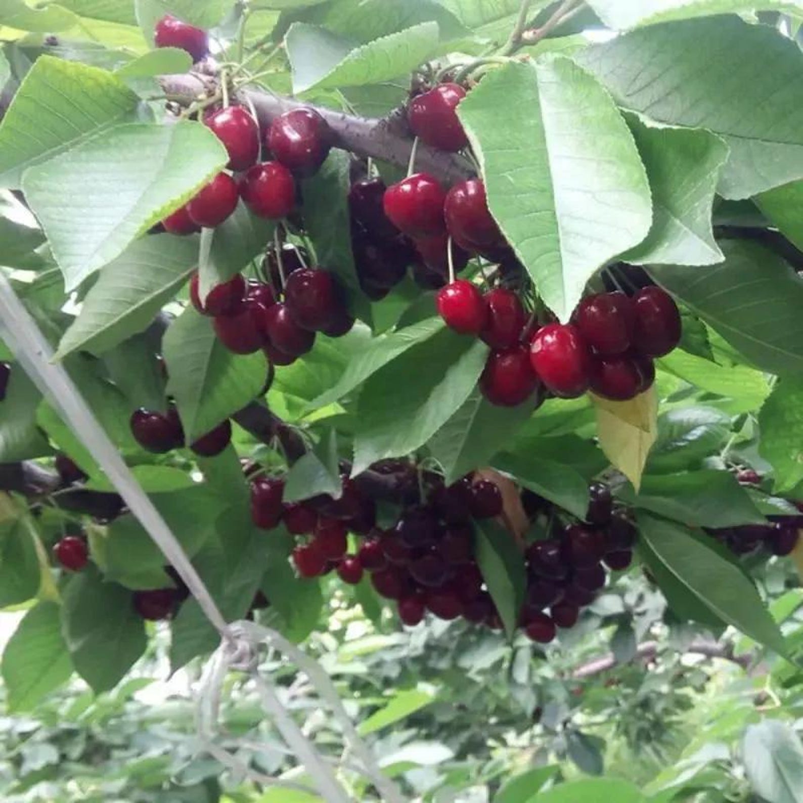 25 Pieces Open-Pollinated Organic Black Cherry Tree Seeds Prunus Serotina High Yield Easy Growing Fruit Seeds for Home Garden Outdoor Planting Fresh Eating