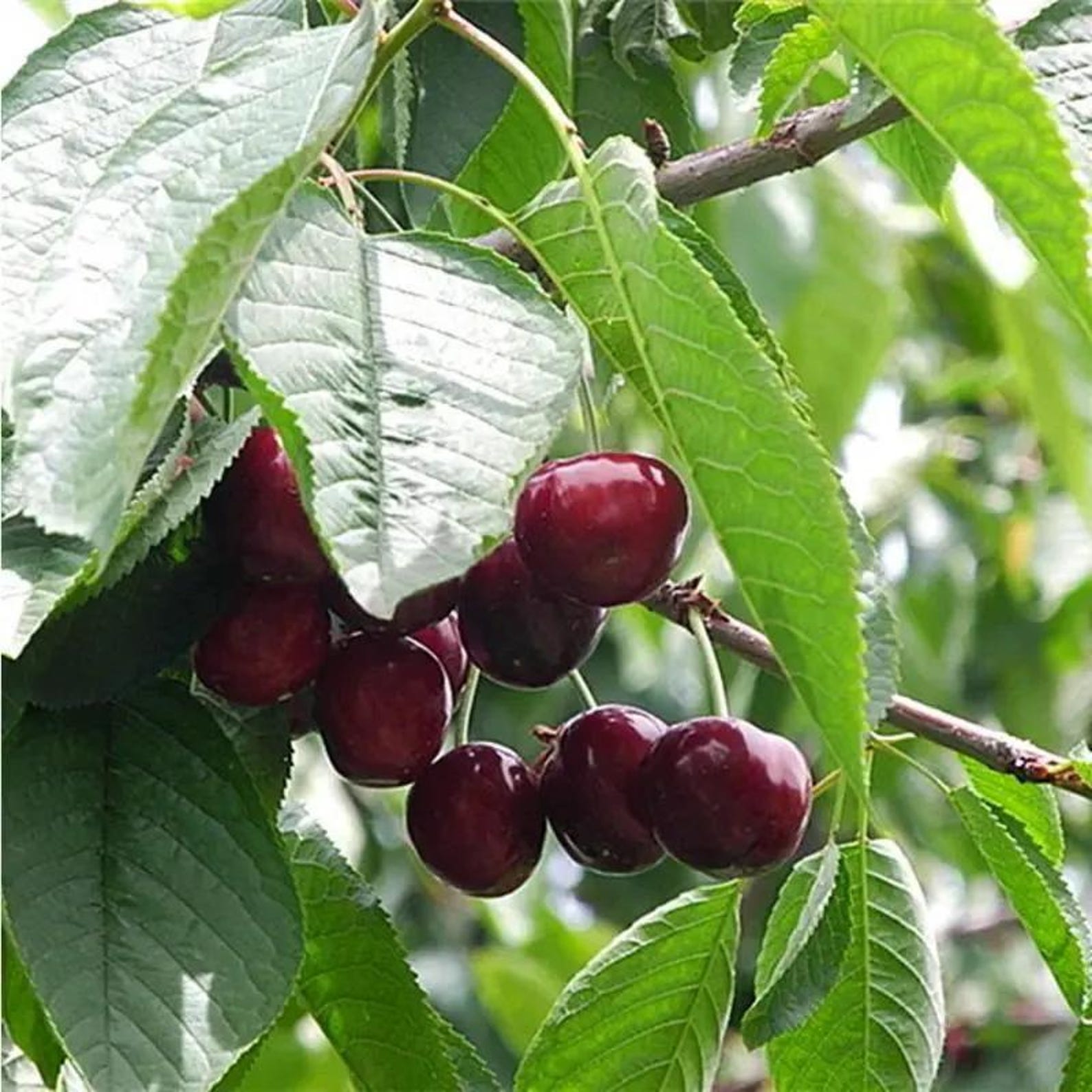 25 Pieces Open-Pollinated Organic Black Cherry Tree Seeds Prunus Serotina High Yield Easy Growing Fruit Seeds for Home Garden Outdoor Planting Fresh Eating
