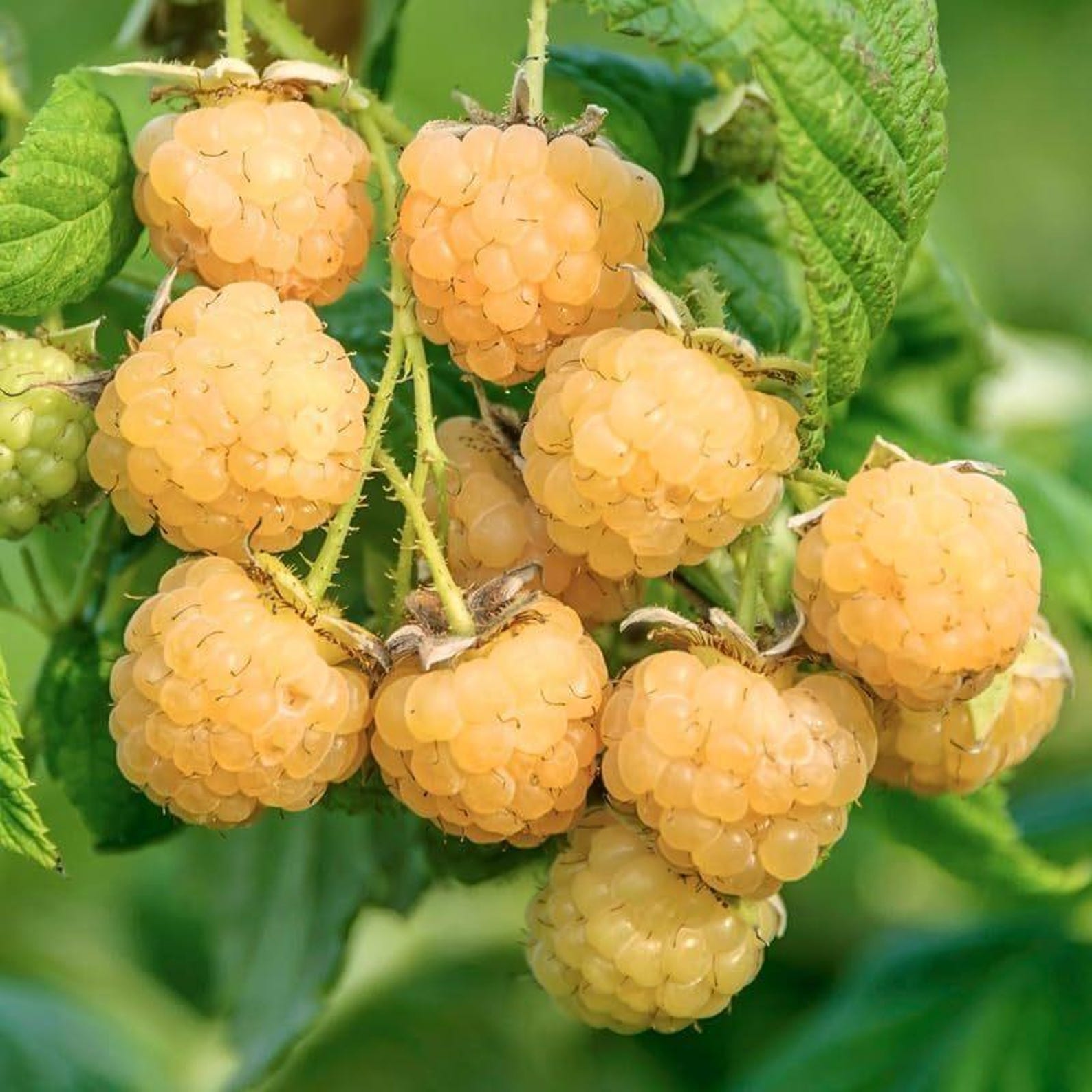 Premium Rare Raspberry Plant Seeds Artificially Cultivated Sweet Bush High Yield Easy to Grow UV Resistant Non-GMO Fruit Seeds for Home Garden Container Planting