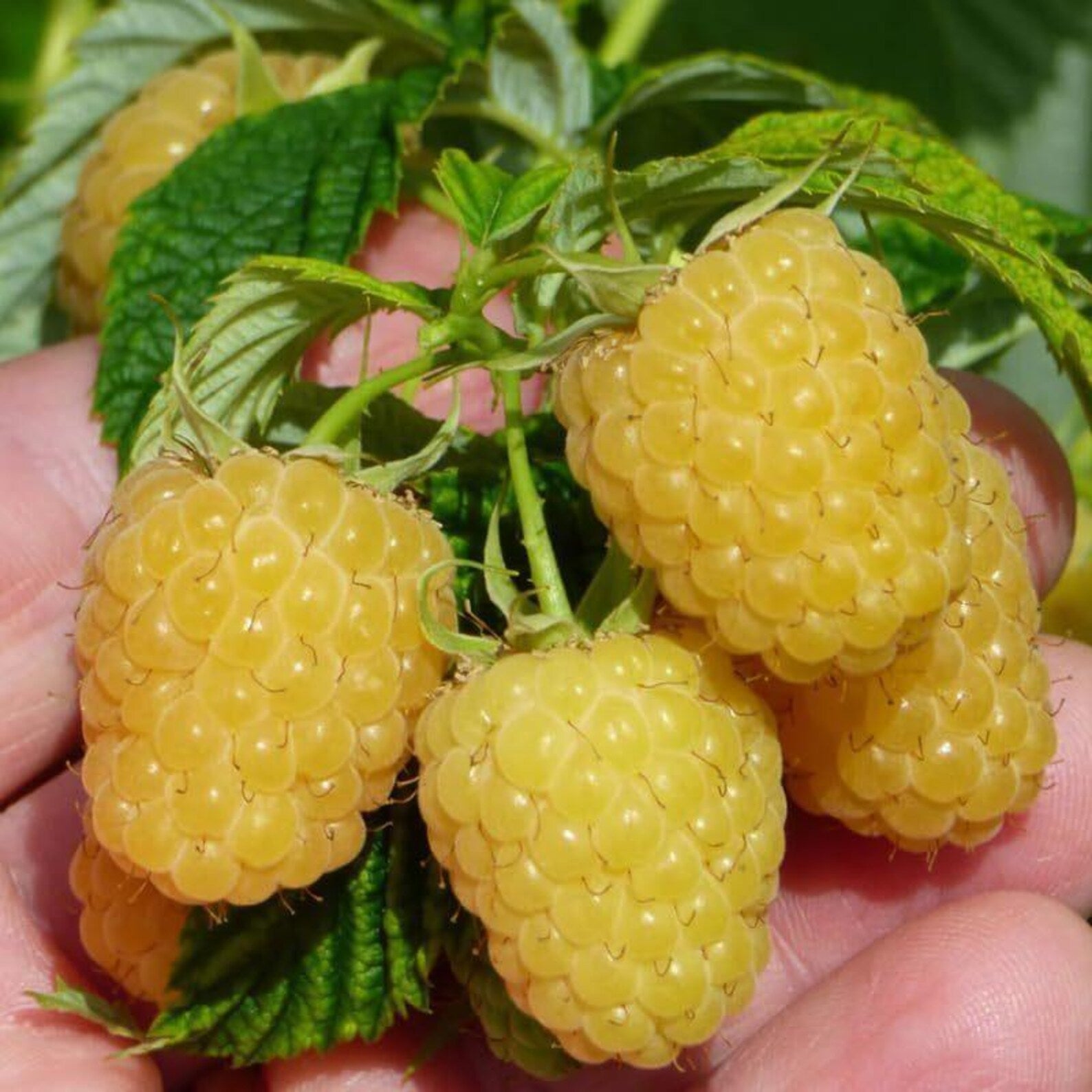 Premium Rare Raspberry Plant Seeds Artificially Cultivated Sweet Bush High Yield Easy to Grow UV Resistant Non-GMO Fruit Seeds for Home Garden Container Planting