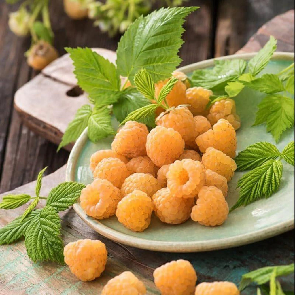 Premium Rare Raspberry Plant Seeds Artificially Cultivated Sweet Bush High Yield Easy to Grow UV Resistant Non-GMO Fruit Seeds for Home Garden Container Planting