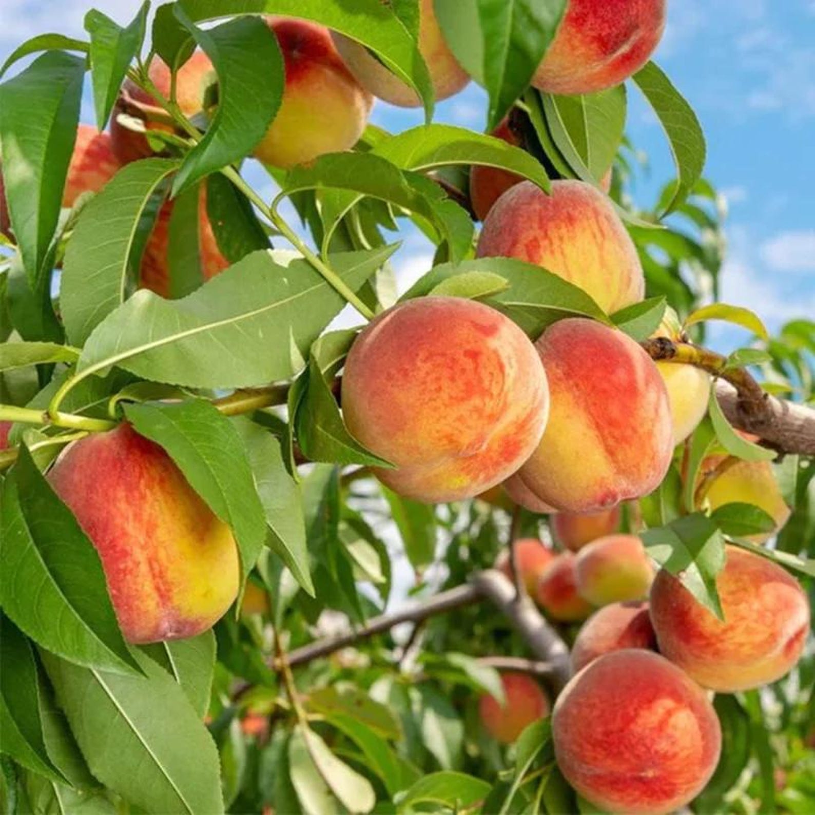 79 Pieces Dwarf Peach Tree Seeds Open-Pollinated Non-GMO Heirloom Non-GMO Fruit Seeds for Home Container Garden Planting Fresh Eating Rare Delicious Peaches