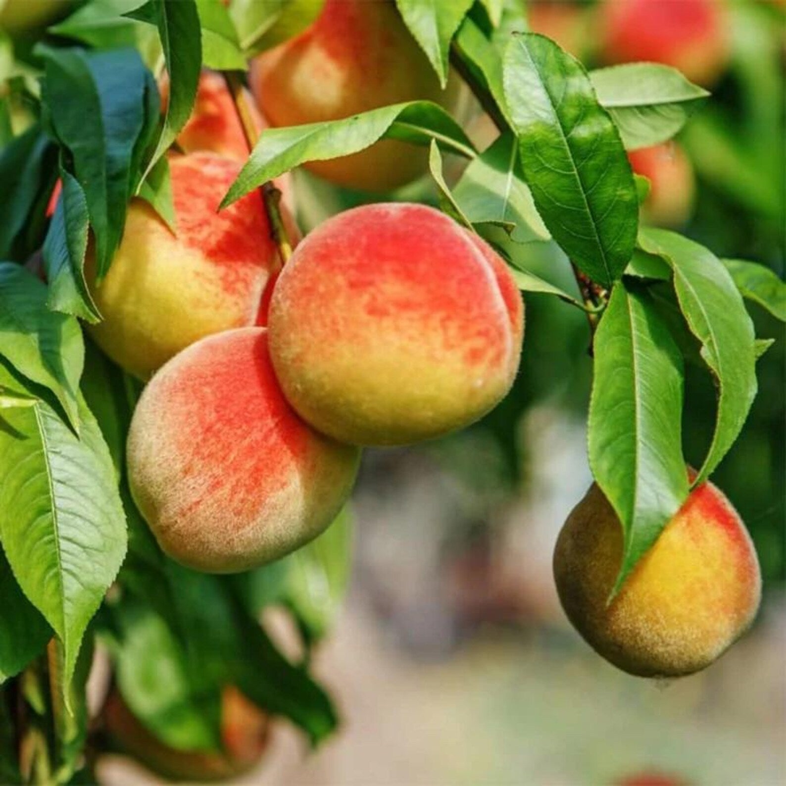 79 Pieces Dwarf Peach Tree Seeds Open-Pollinated Non-GMO Heirloom Non-GMO Fruit Seeds for Home Container Garden Planting Fresh Eating Rare Delicious Peaches