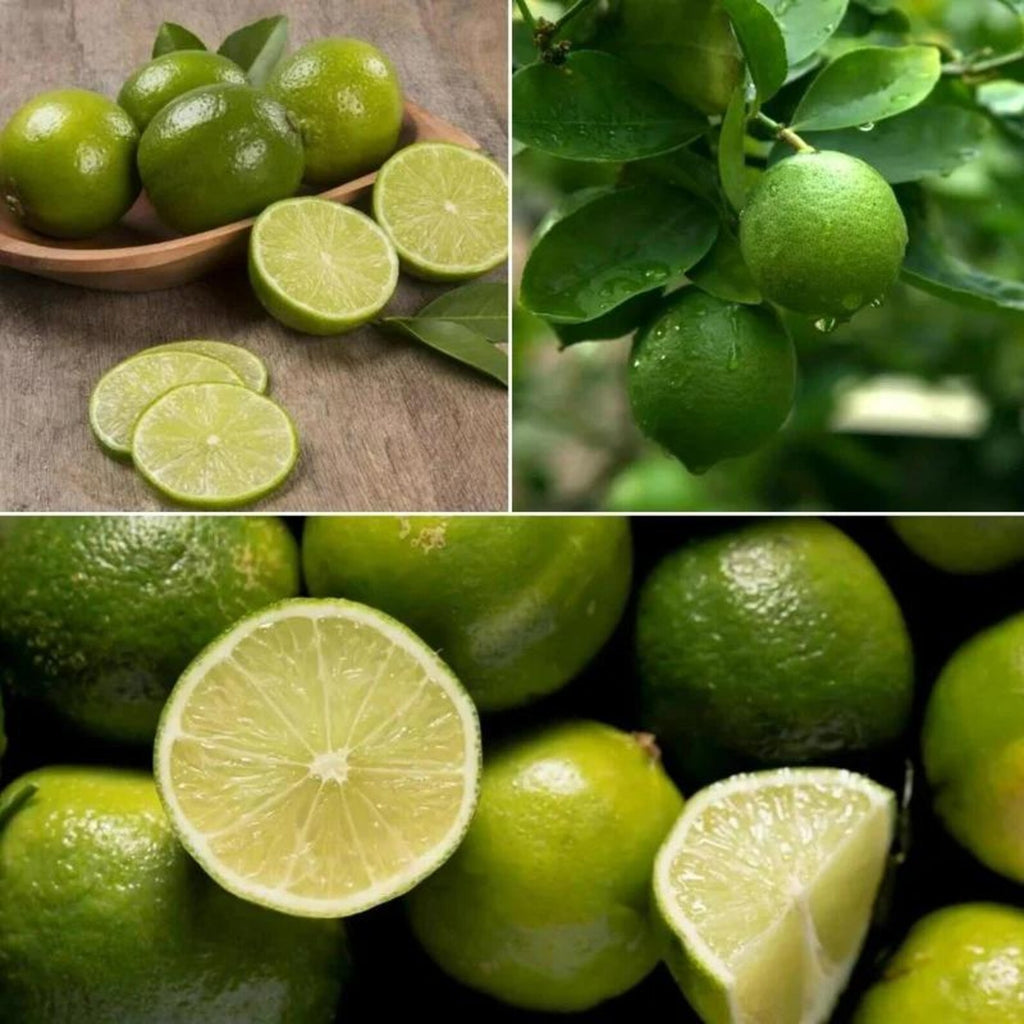 202 Pieces Rare Flower Lime Seeds Organic Non-GMO Heirloom Easy to Grow Non-GMO Fruit Seeds for Container Planting Home Garden Growing Fresh Green Limes