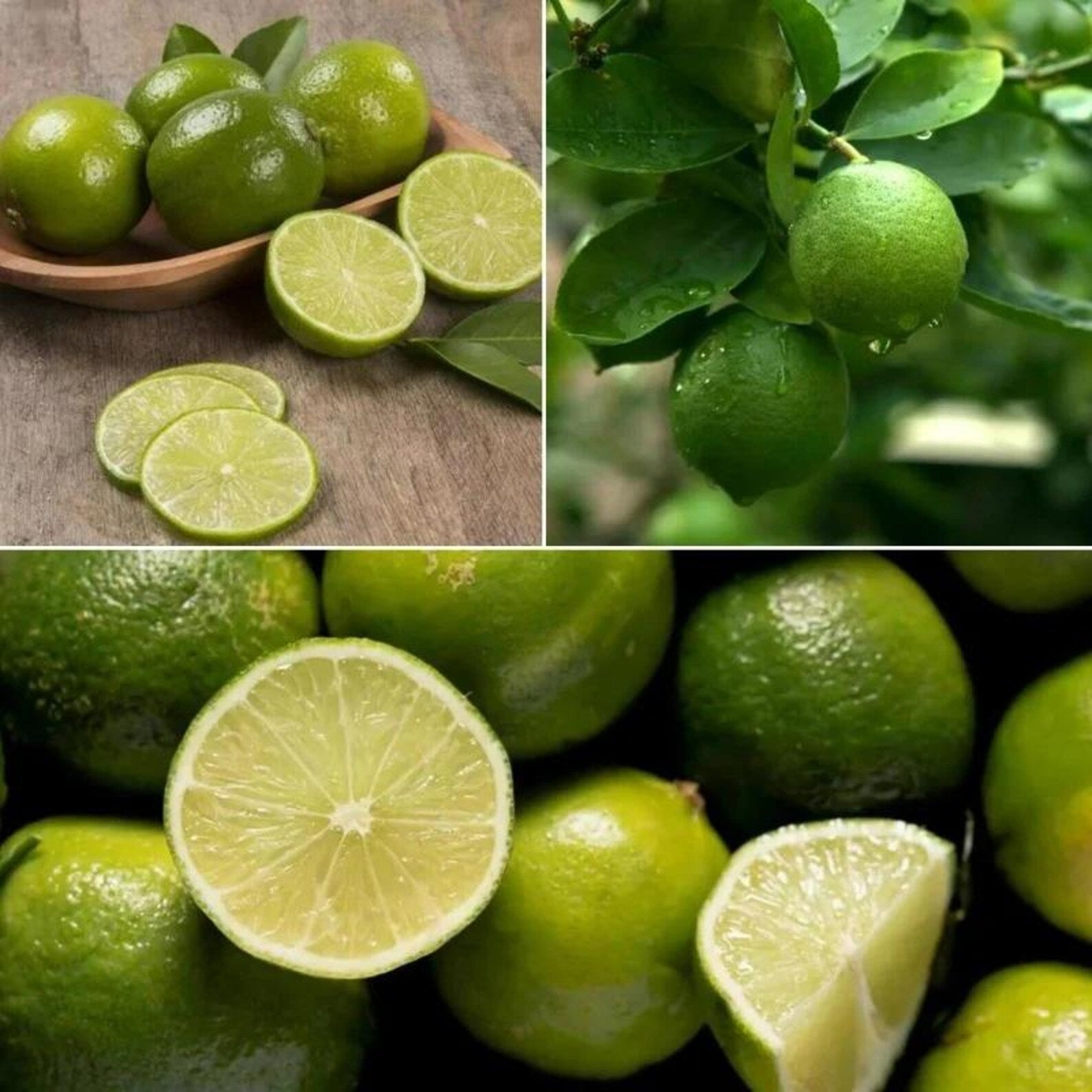 202 Pieces Rare Flower Lime Seeds Organic Non-GMO Heirloom Easy to Grow Non-GMO Fruit Seeds for Container Planting Home Garden Growing Fresh Green Limes