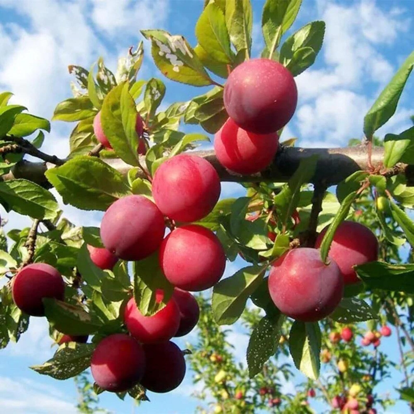 69 Pieces Premium Plum Tree Seeds Non-GMO High Yield Organic Fast Growing Rare Non-GMO Fruit Seeds for Home Garden Planting Fresh Eating