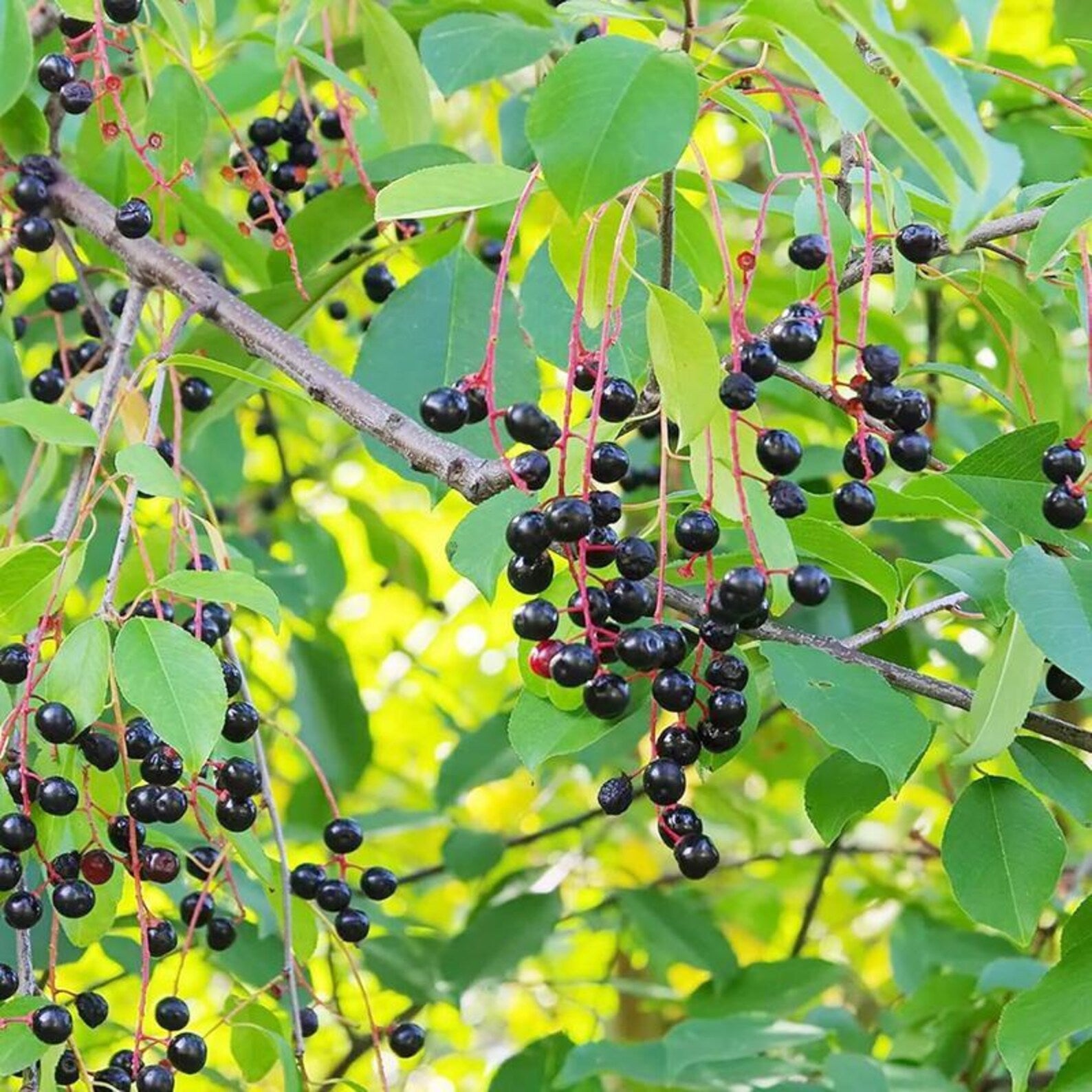 174 Pieces Non-GMO Rare Black Cherry Seeds Prunus Serotina Heirloom Premium High Yield Sweet Juicy Fruit Seeds for Home Garden Planting Cooking Jams Baking