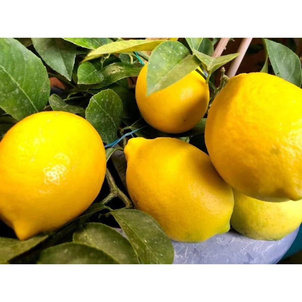 174 Pieces Rare Melon Lemon Heirloom Organic Fruit Seeds Fast Growing High Yield Open-Pollinated Non-GMO Seeds for Bonsai Container Home Garden Planting
