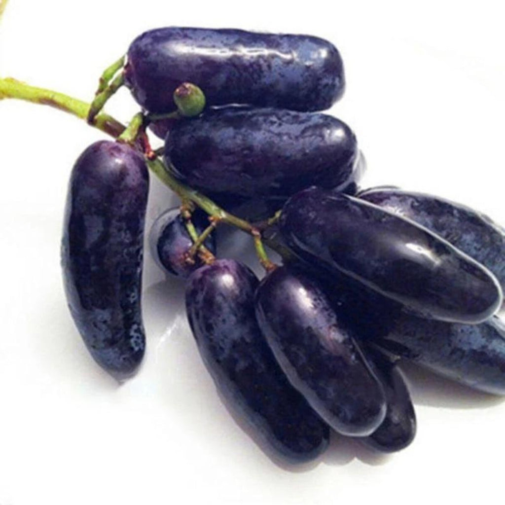 600 Pieces Heirloom Finger Grape Seeds Rare Fast Growing High Yield Open Pollinated Non-GMO Fruit Seeds for Home Garden Container Planting Fresh Eating