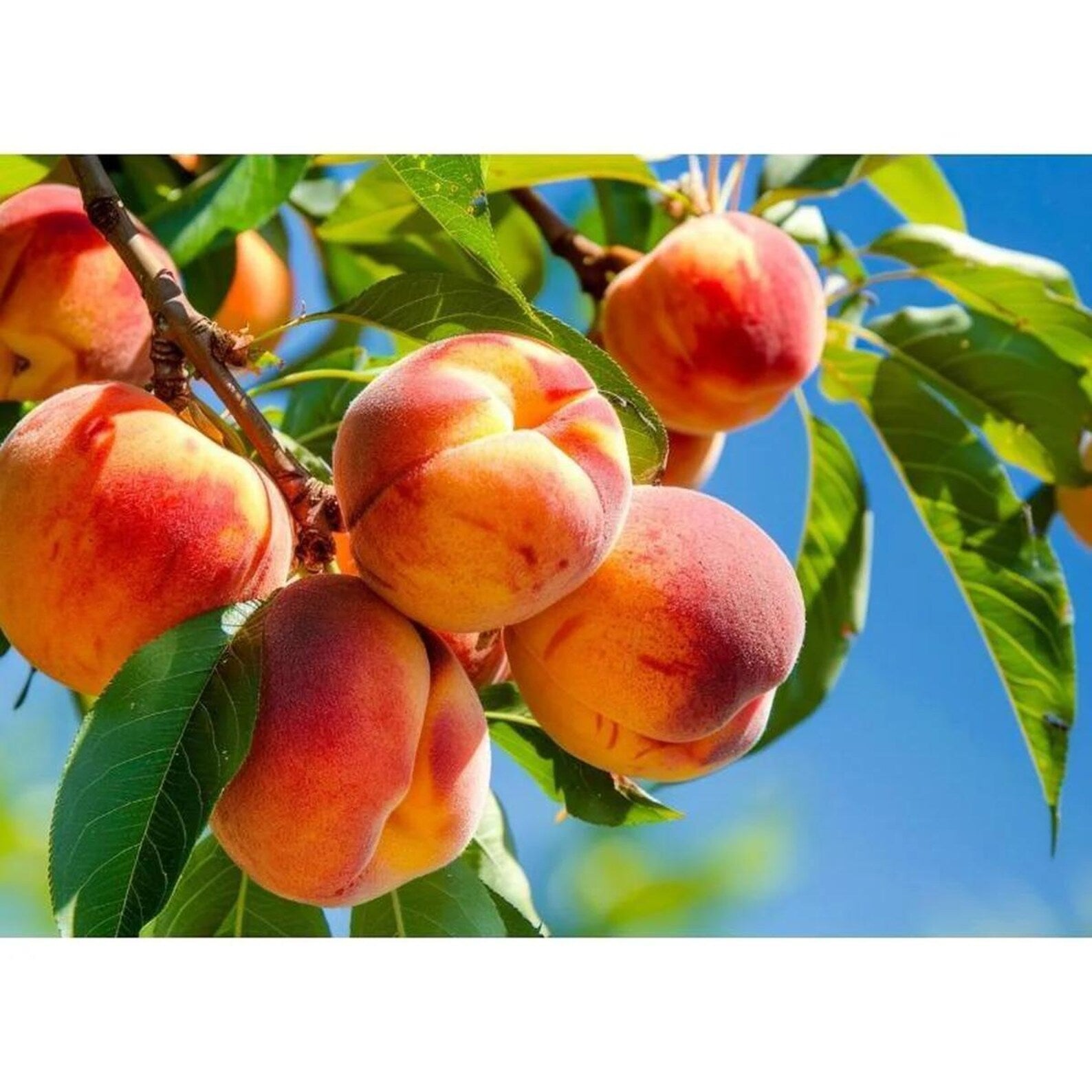 100 Pieces Non-GMO Heirloom Peach Tree Seeds Hardy Prunus Persica High Yield Easy to Grow Sweet Juicy Peaches Fruit Seeds Cold Stratification Required for Home Garden