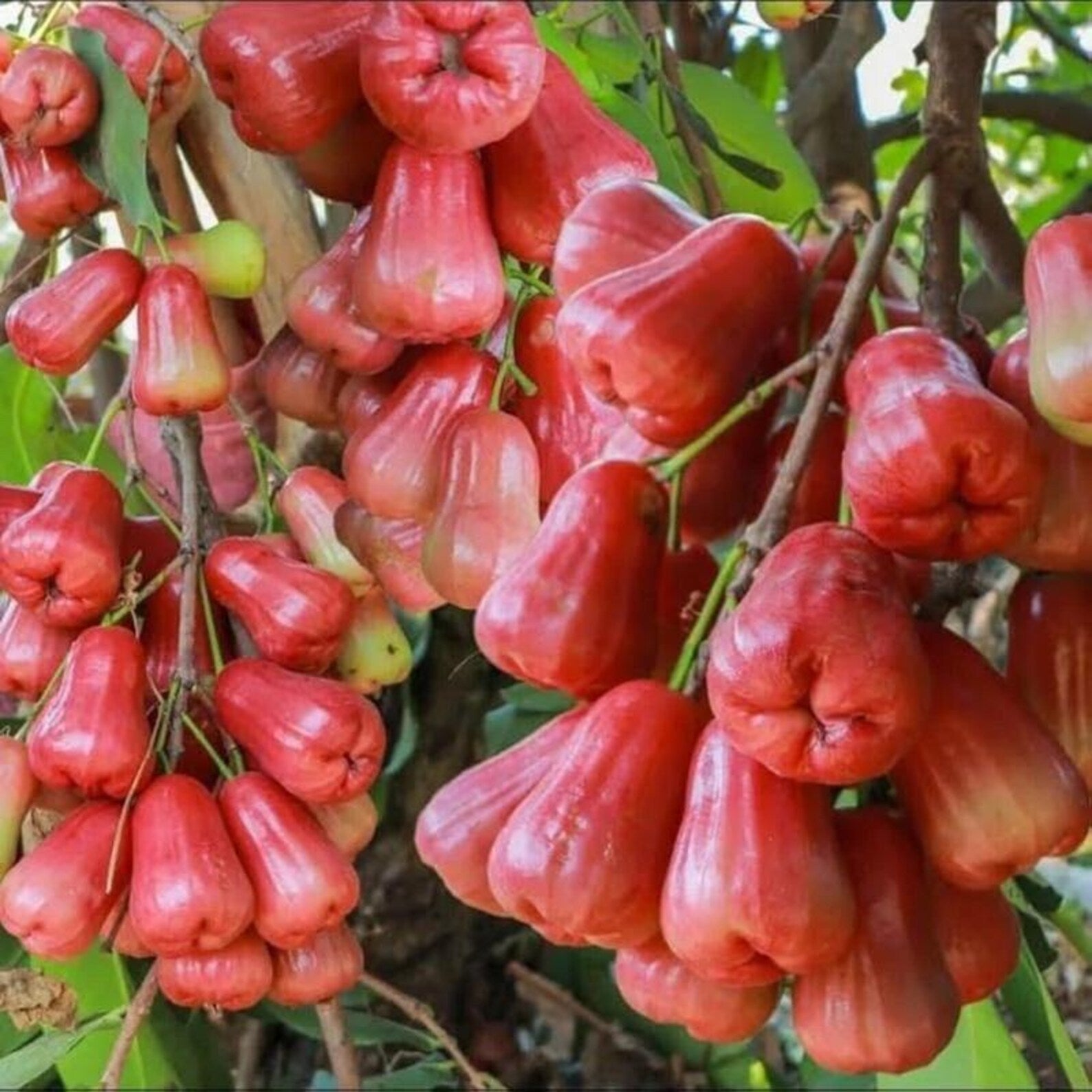 999 Pieces High Yield Open Pollinated Red Rose Apple Seeds Ficus carica Red Pomarrosa Syzygium Jambos Non-GMO Fruit Seeds for Home Garden Container Planting Fresh Eating