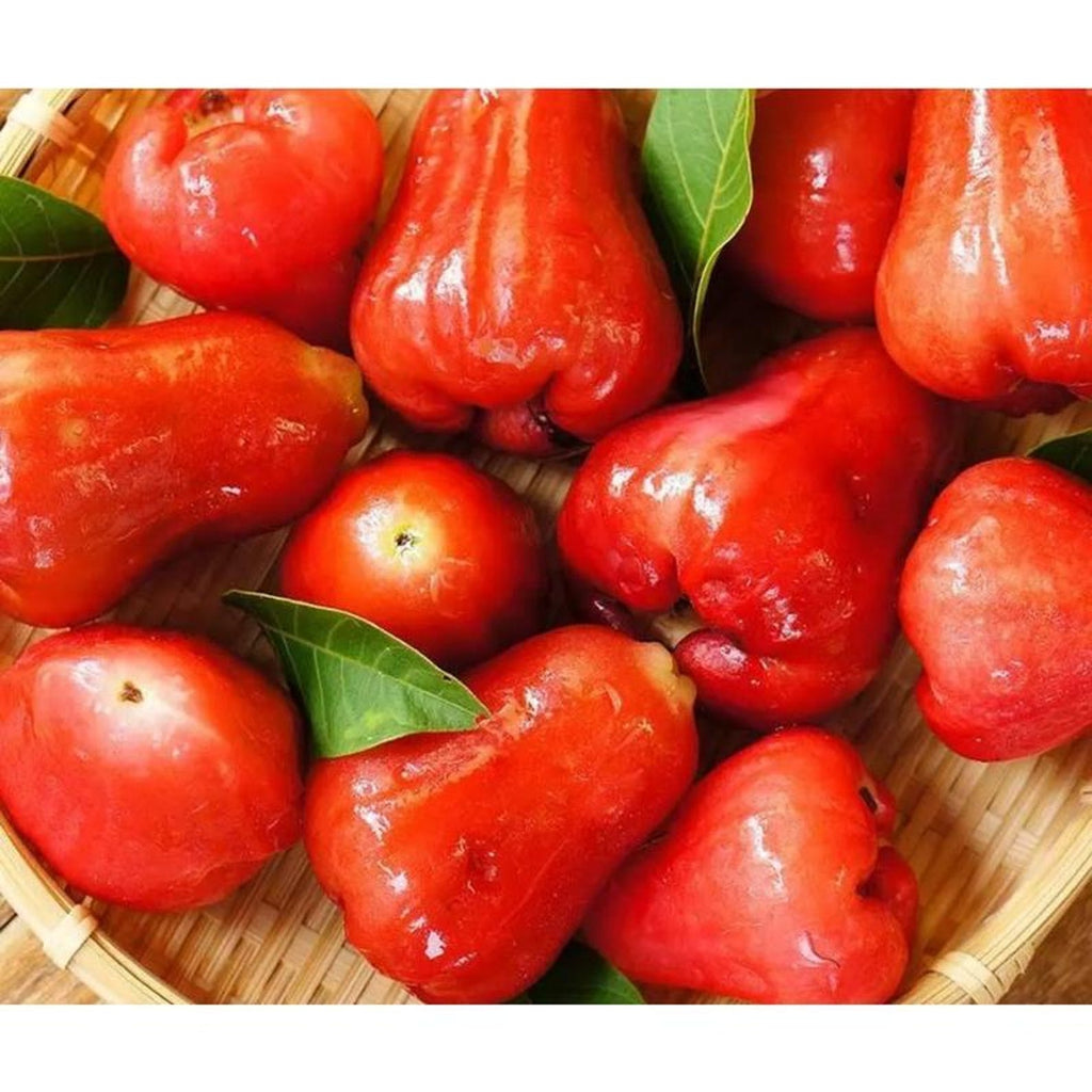 999 Pieces High Yield Open Pollinated Red Rose Apple Seeds Ficus carica Red Pomarrosa Syzygium Jambos Non-GMO Fruit Seeds for Home Garden Container Planting Fresh Eating