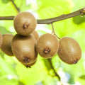 1000 Pieces Heirloom Golden Kiwi Gooseberry Seeds Non-GMO High-Yield Premium Non-GMO Fruit Seeds for Home Garden Growing Delicious Sweet Fresh Fruits Eating