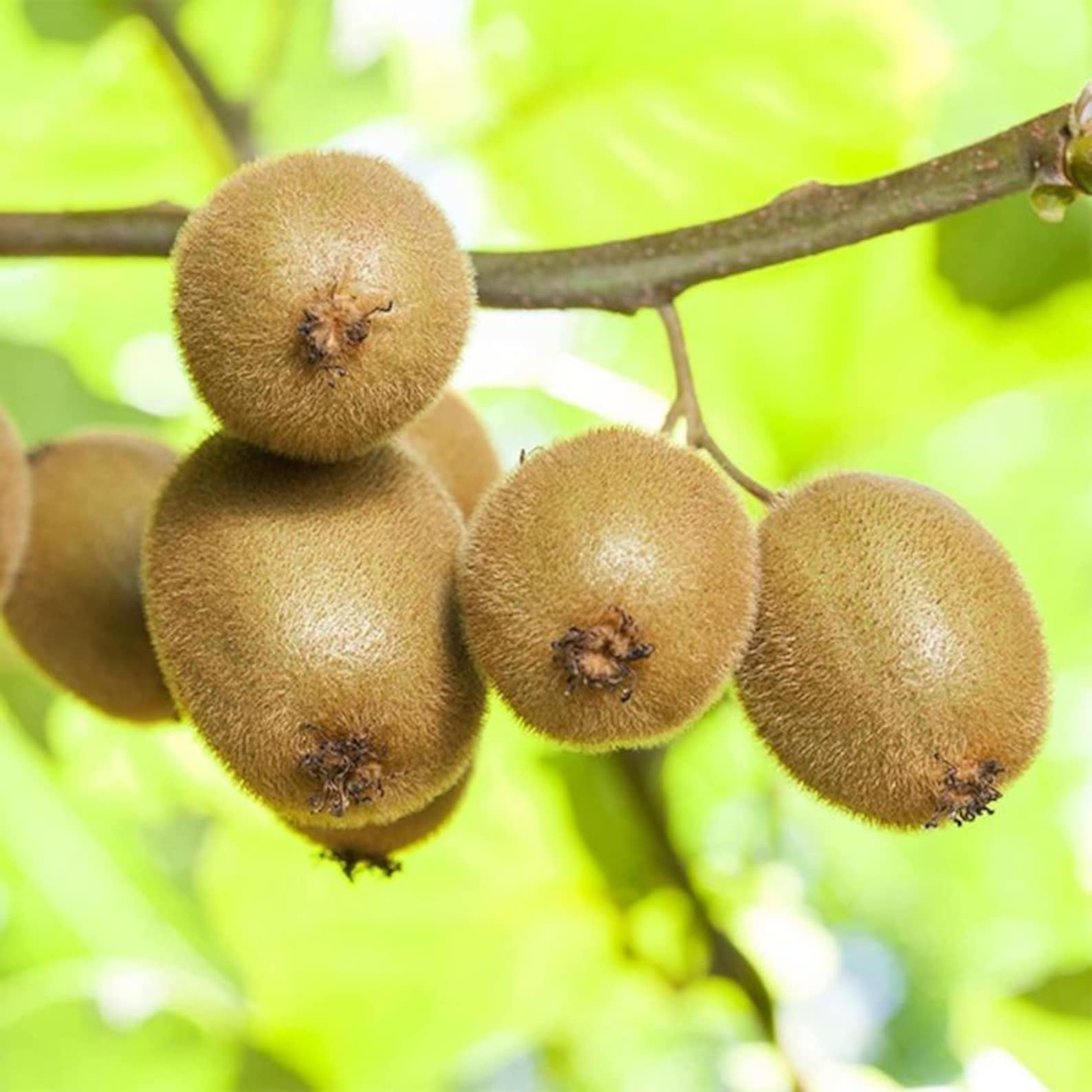 1000 Pieces Heirloom Golden Kiwi Gooseberry Seeds Non-GMO High-Yield Premium Non-GMO Fruit Seeds for Home Garden Growing Delicious Sweet Fresh Fruits Eating
