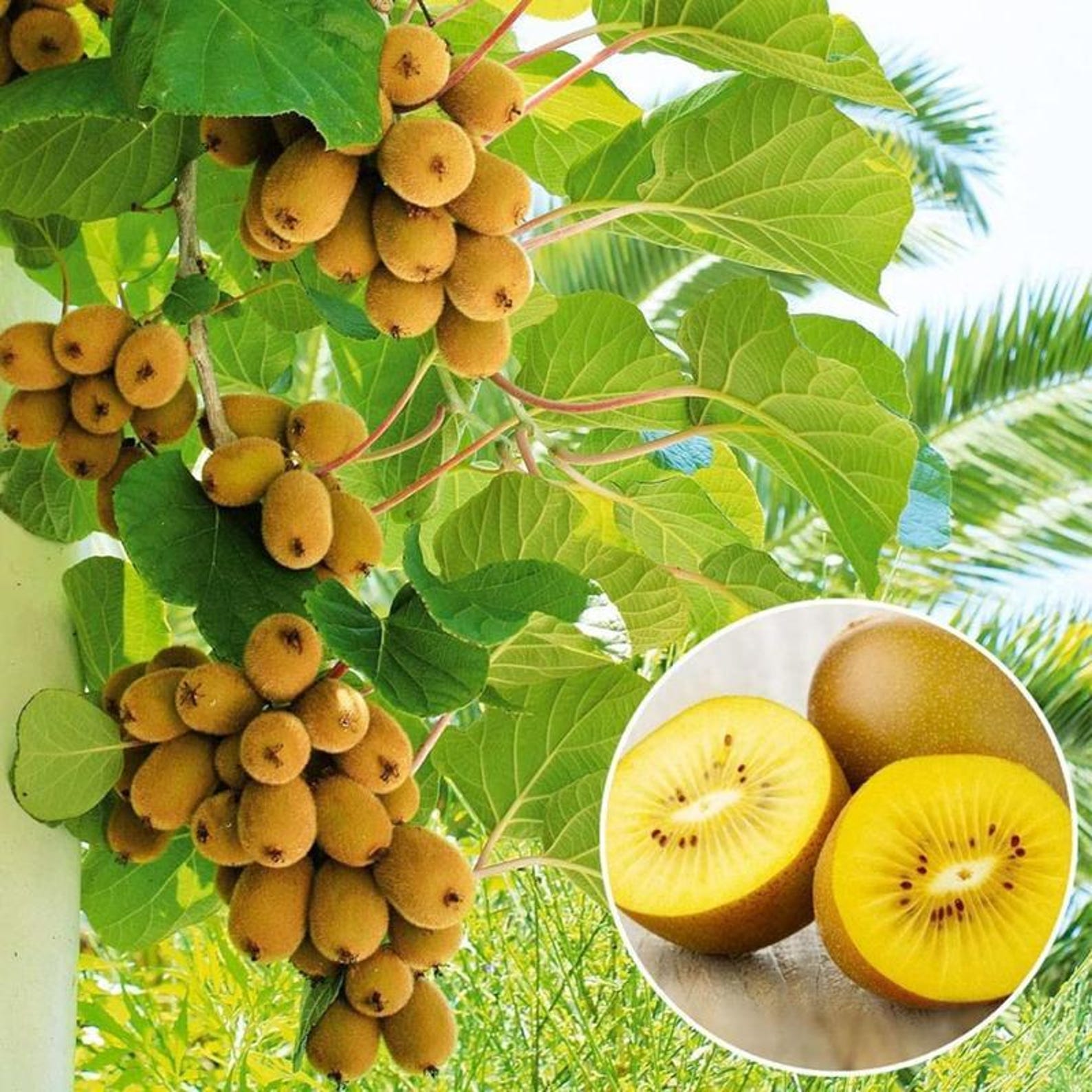 1000 Pieces Heirloom Golden Kiwi Gooseberry Seeds Non-GMO High-Yield Premium Non-GMO Fruit Seeds for Home Garden Growing Delicious Sweet Fresh Fruits Eating