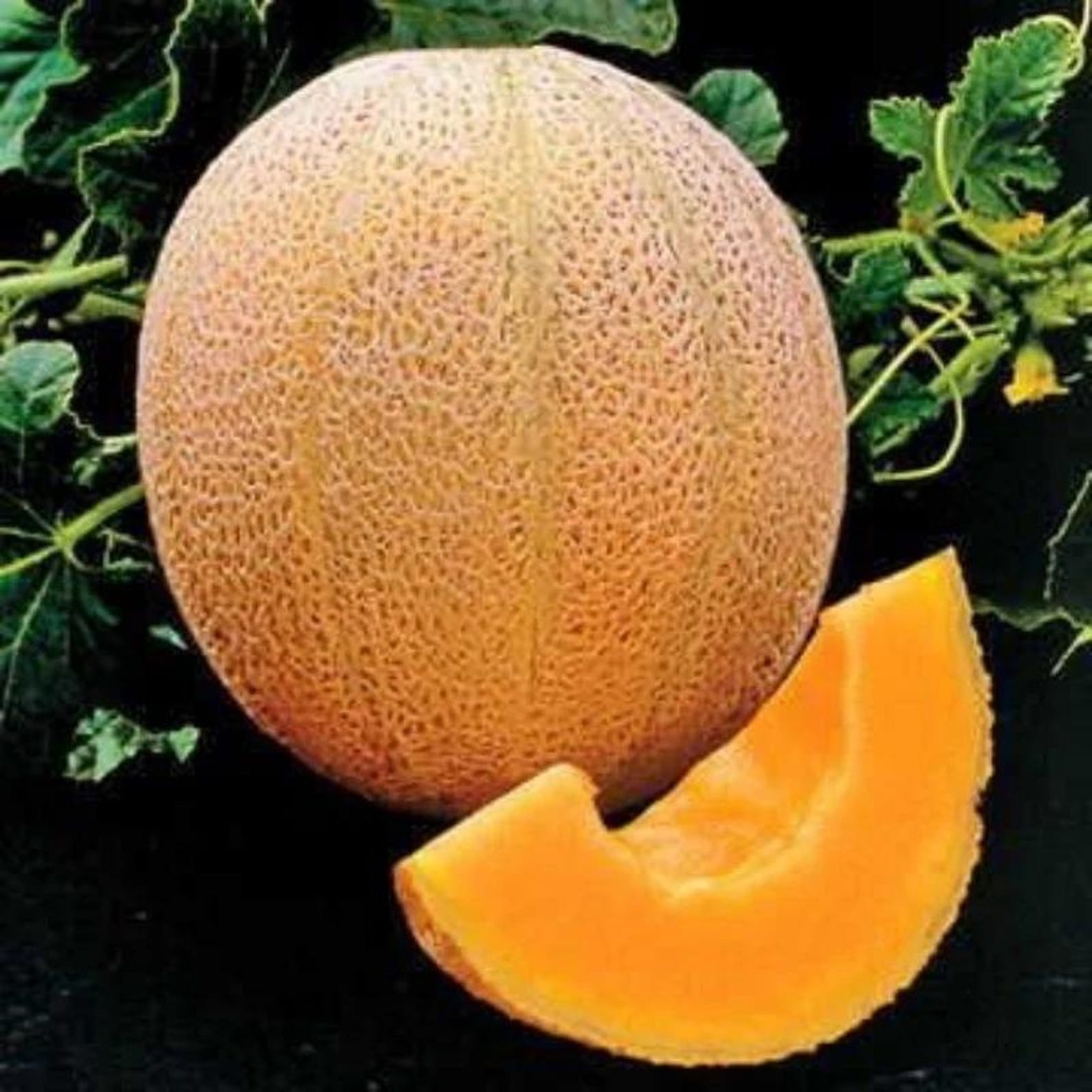 87 Count Non-GMO Heirloom Sweet Cantaloupe Seeds High Yield Fast Growing Vegetable Seeds for Home Garden Container Planting Fresh Eating