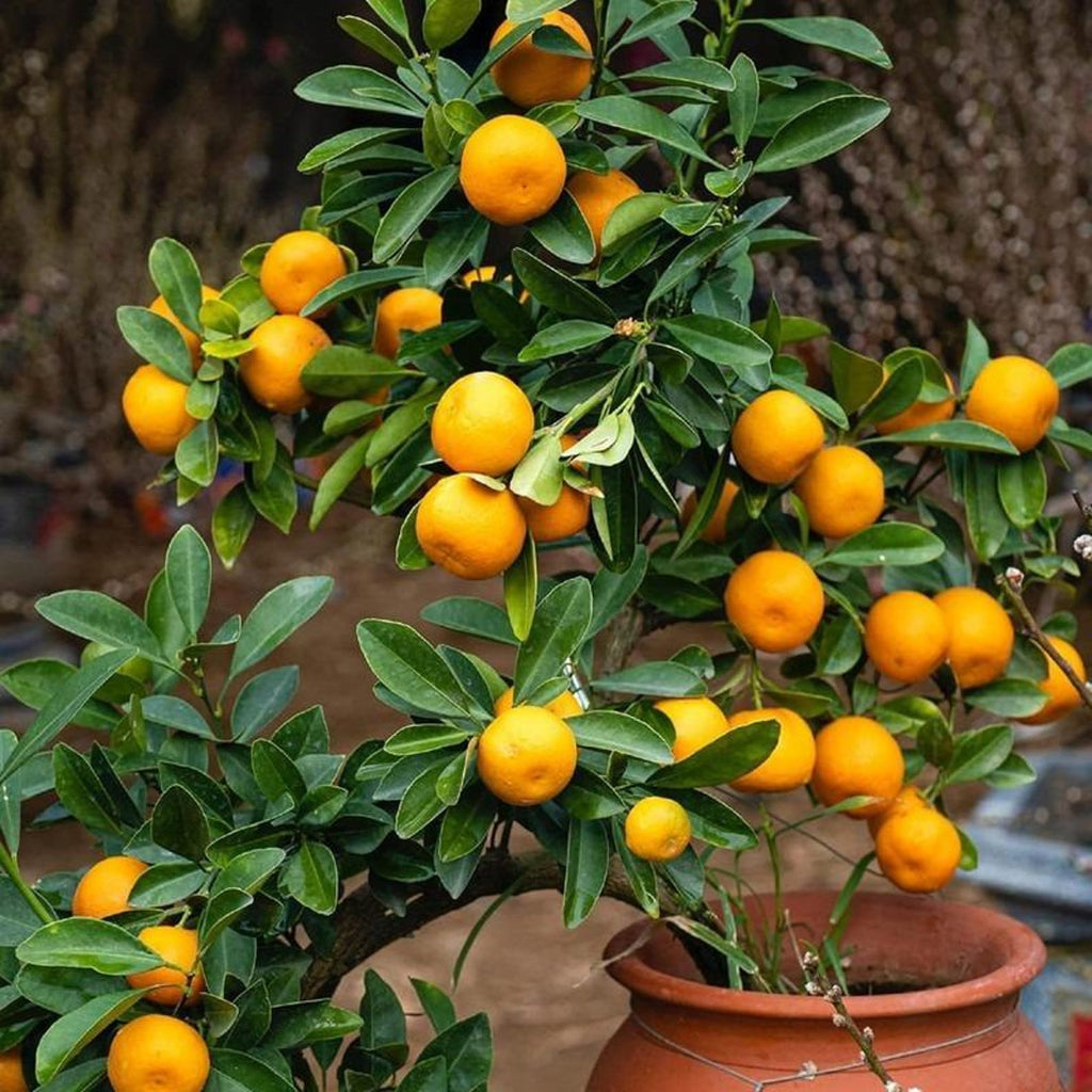 132 PCS Organic Non-GMO Heirloom Sweet Orange Fruit Tree Seeds High Yield Easy to Grow Suitable for Outdoor Garden and Indoor Pot Planting Home Garden