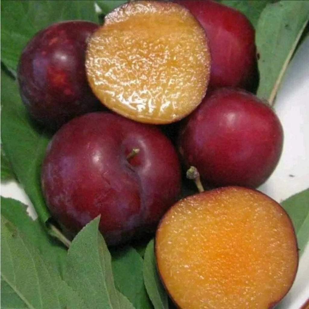 20 Count Premium Organic Heirloom Dwarf Australian Plum Fruit Tree Seeds Open-Pollinated Fast Growing Vegetable Seeds for Home Garden