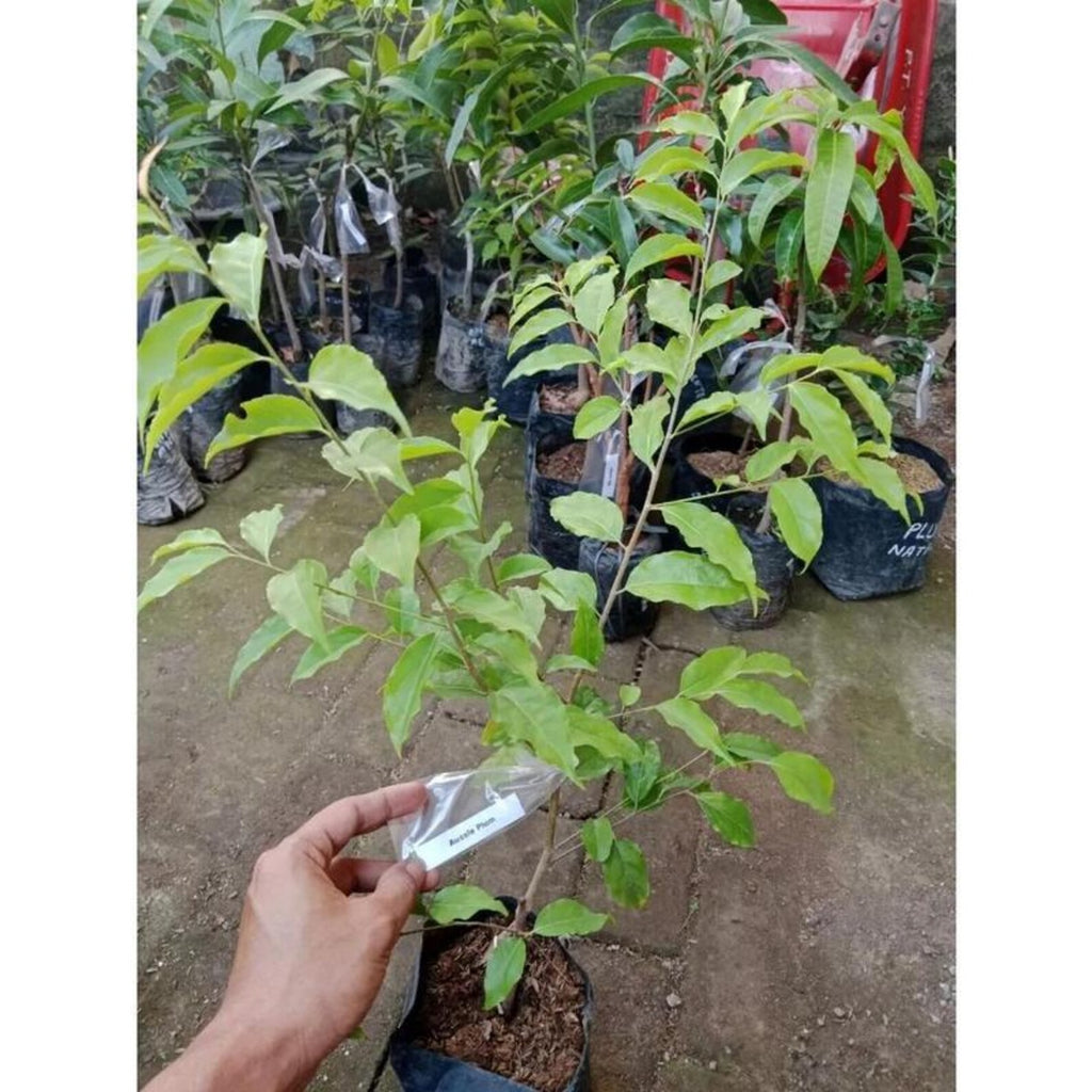 20 Count Premium Organic Heirloom Dwarf Australian Plum Fruit Tree Seeds Open-Pollinated Fast Growing Vegetable Seeds for Home Garden