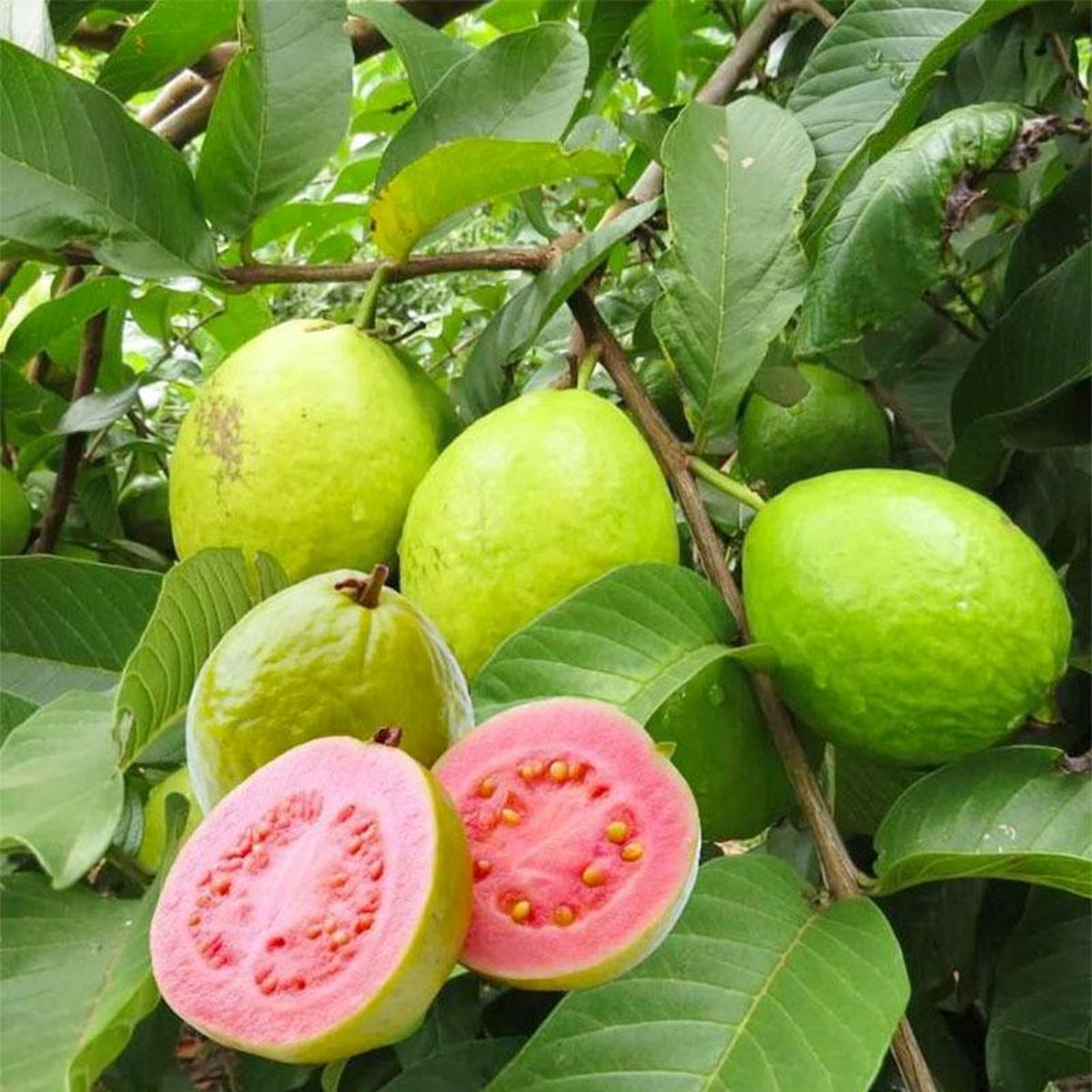 100 Count Rare Fast Growing Guava Fruit Tree Seeds Non-GMO Vegetable Seeds for Container Planting Home Garden Fresh Eating