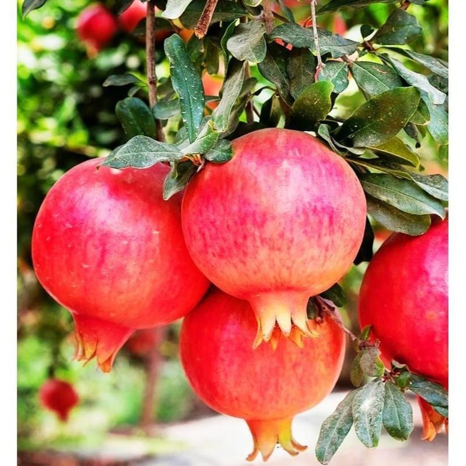 400 Count Premium Organic Heirloom Pomegranate Garden Seeds Non-GMO Open-Pollinated High Yield Fast Growing for Home Garden Lush Growth