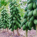 356 Count Non-GMO Organic Dwarf Papaya Seeds Sweet High Yield Open-Pollinated Fruit Tree Seeds for Container Planting Home Garden