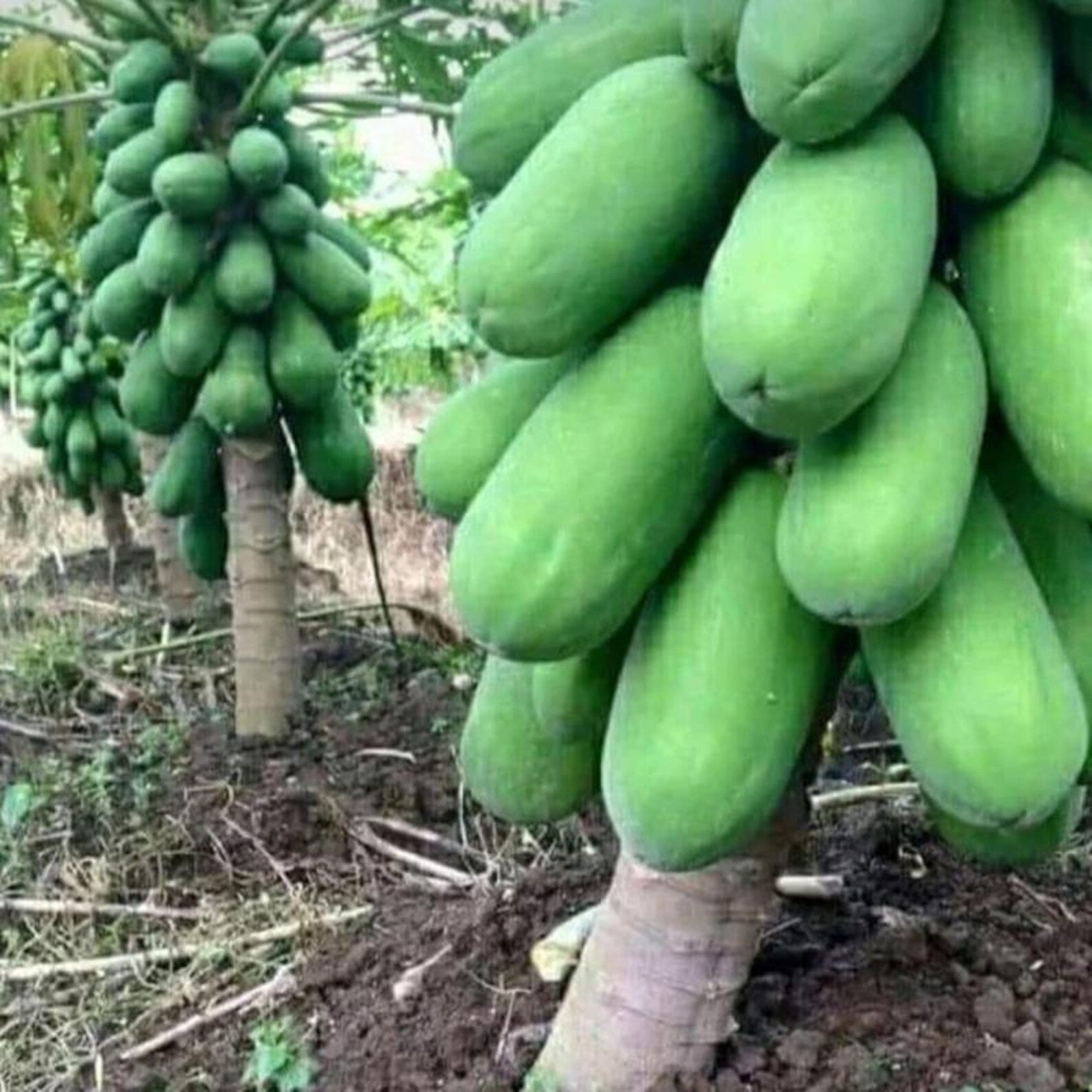 356 Count Non-GMO Organic Dwarf Papaya Seeds Sweet High Yield Open-Pollinated Fruit Tree Seeds for Container Planting Home Garden
