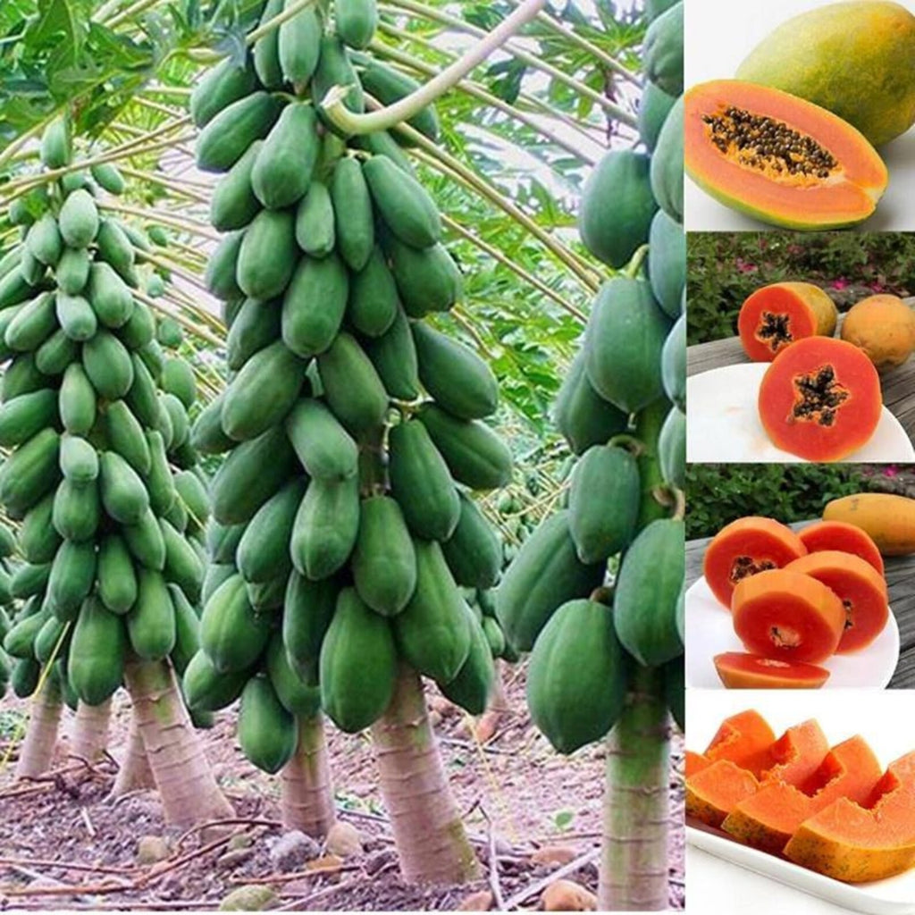 356 Count Non-GMO Organic Dwarf Papaya Seeds Sweet High Yield Open-Pollinated Fruit Tree Seeds for Container Planting Home Garden