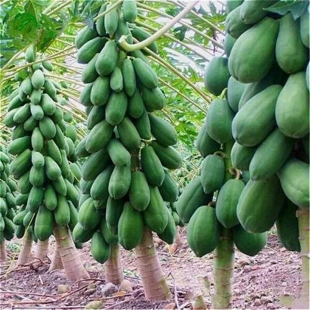 356 Count Non-GMO Organic Dwarf Papaya Seeds Sweet High Yield Open-Pollinated Fruit Tree Seeds for Container Planting Home Garden