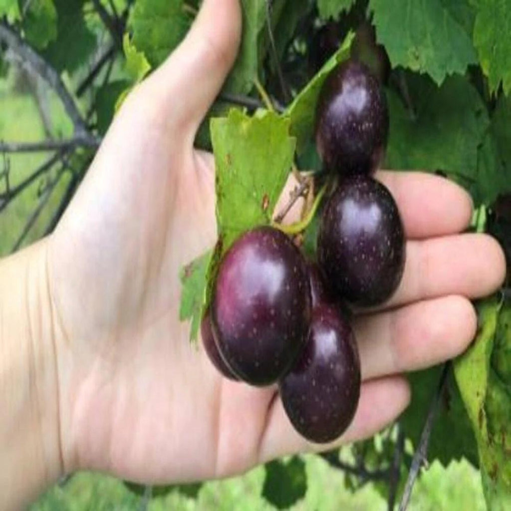 Premium Organic Heirloom Giant Muscadine Grape Seeds Open-Pollinated High Yield Sweet Delicious Fresh Harvested Vegetable Seeds for Home Garden Planting