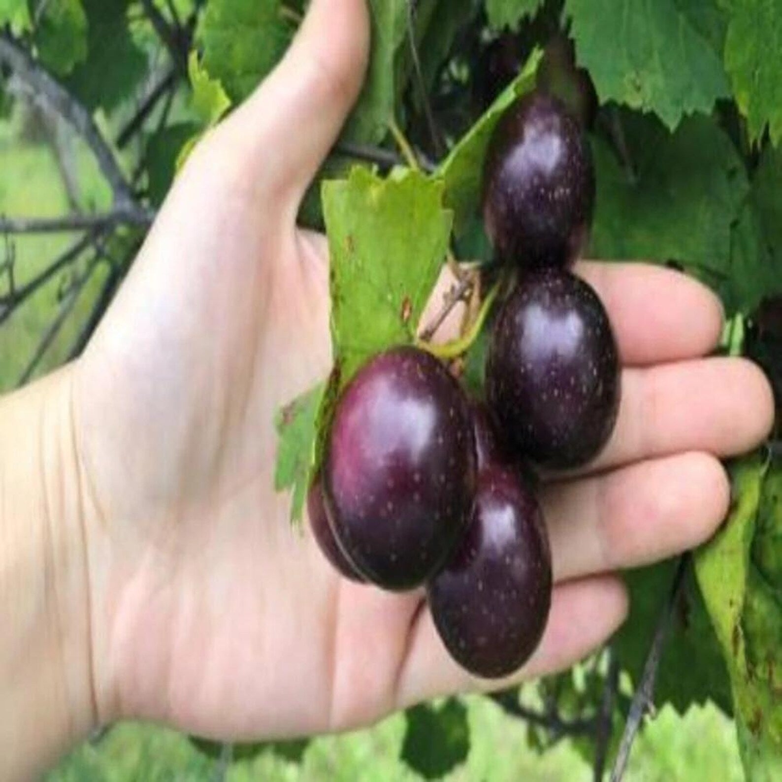 Premium Organic Heirloom Giant Muscadine Grape Seeds Open-Pollinated High Yield Sweet Delicious Fresh Harvested Vegetable Seeds for Home Garden Planting