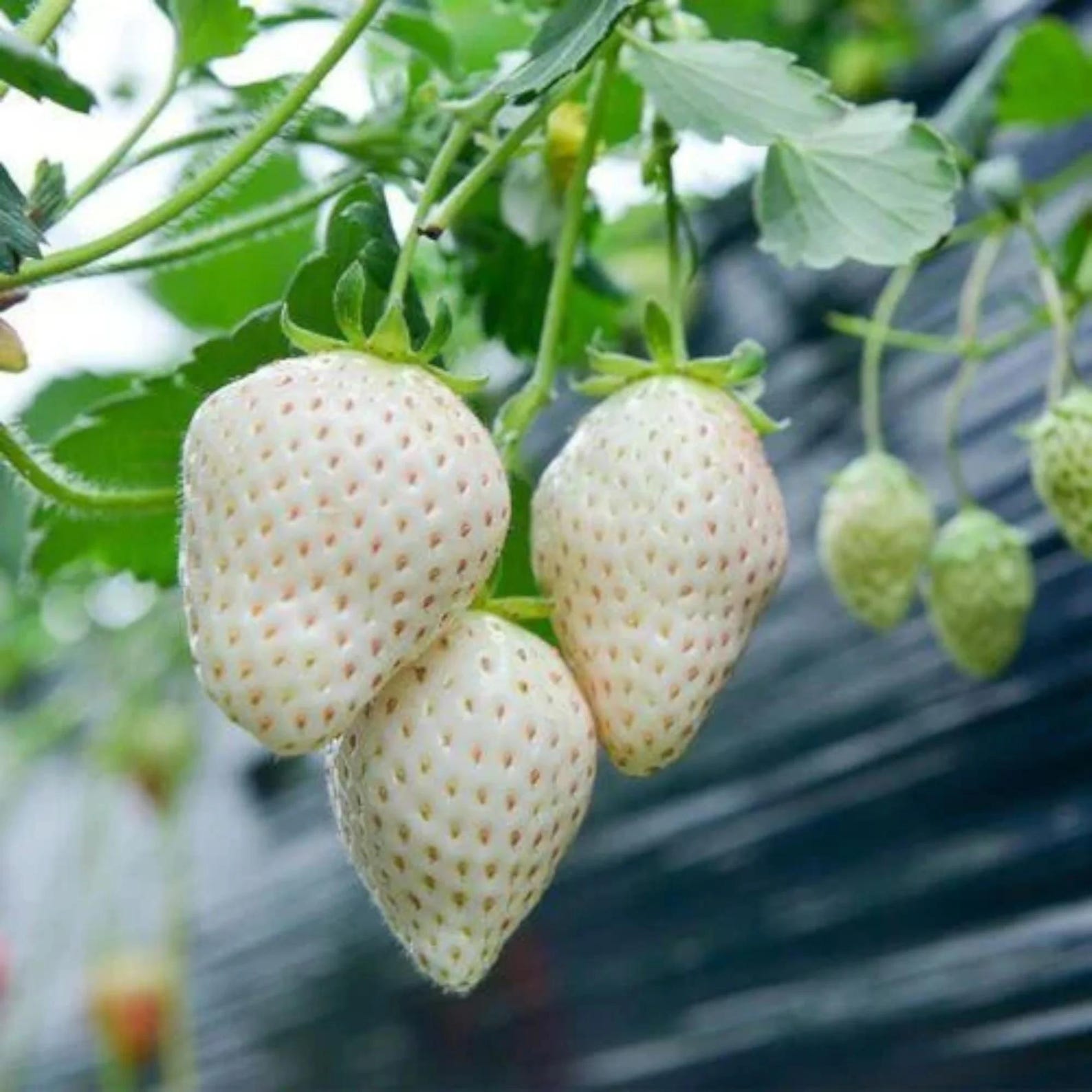 200 Count Non-GMO Organic Milk Strawberry Seeds Rare Fast Growing Easy to Grow Vegetable Seeds for Home Garden Containers Seasonal Planting