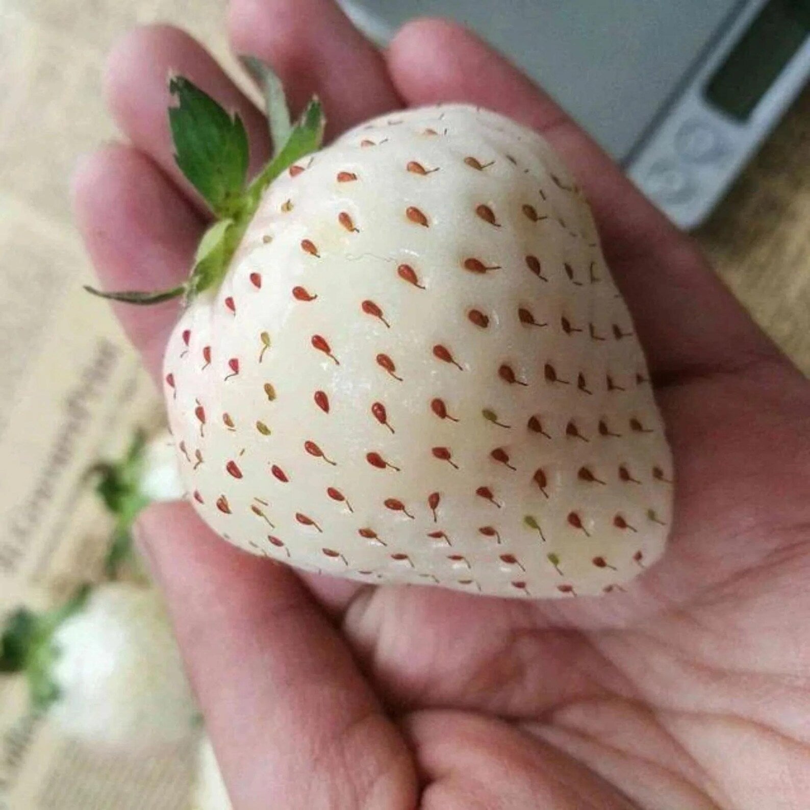 200 Count Non-GMO Organic Milk Strawberry Seeds Rare Fast Growing Easy to Grow Vegetable Seeds for Home Garden Containers Seasonal Planting