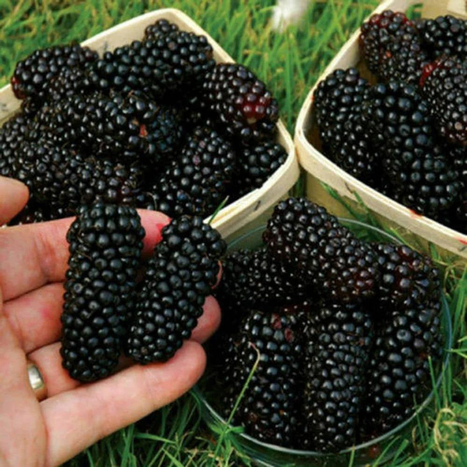 175 Pieces Heirloom Thornless Blackberry Seeds Non-GMO Organic High Germination Rate Fast Growing Sweet Fruit Easy to Grow for Home Garden Outdoor Planting