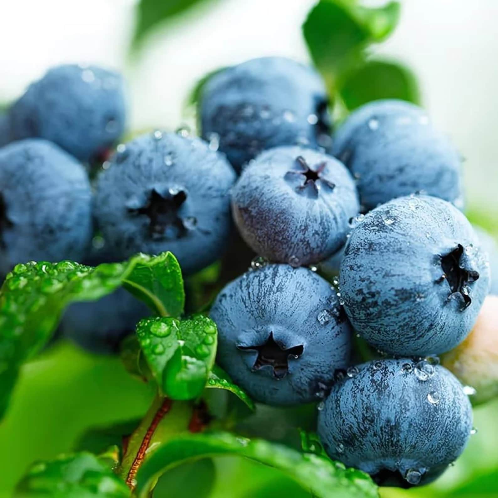 High Yield Rare Blueberry Fruit Shrub Seeds Easy Growing Mixed Bed Planting for Home Garden Outdoor Fresh Eating