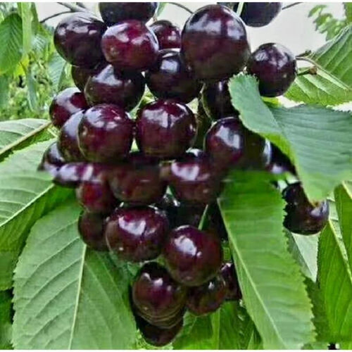 130 Pieces Extra Premium Heirloom Fast Growing Black Cherry Tree Seeds Open-Pollinated Easy to Grow for Home Garden Outdoor Planting Fresh Eating