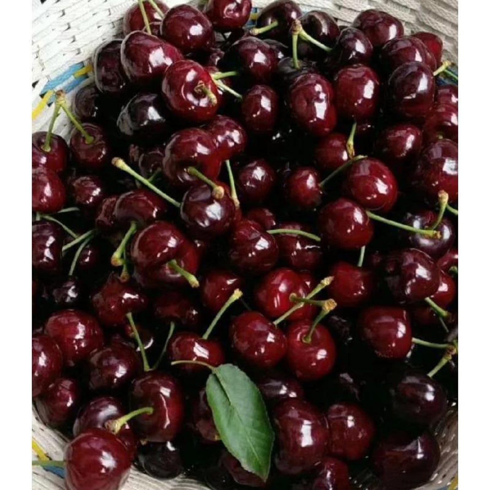130 Pieces Extra Premium Heirloom Fast Growing Black Cherry Tree Seeds Open-Pollinated Easy to Grow for Home Garden Outdoor Planting Fresh Eating