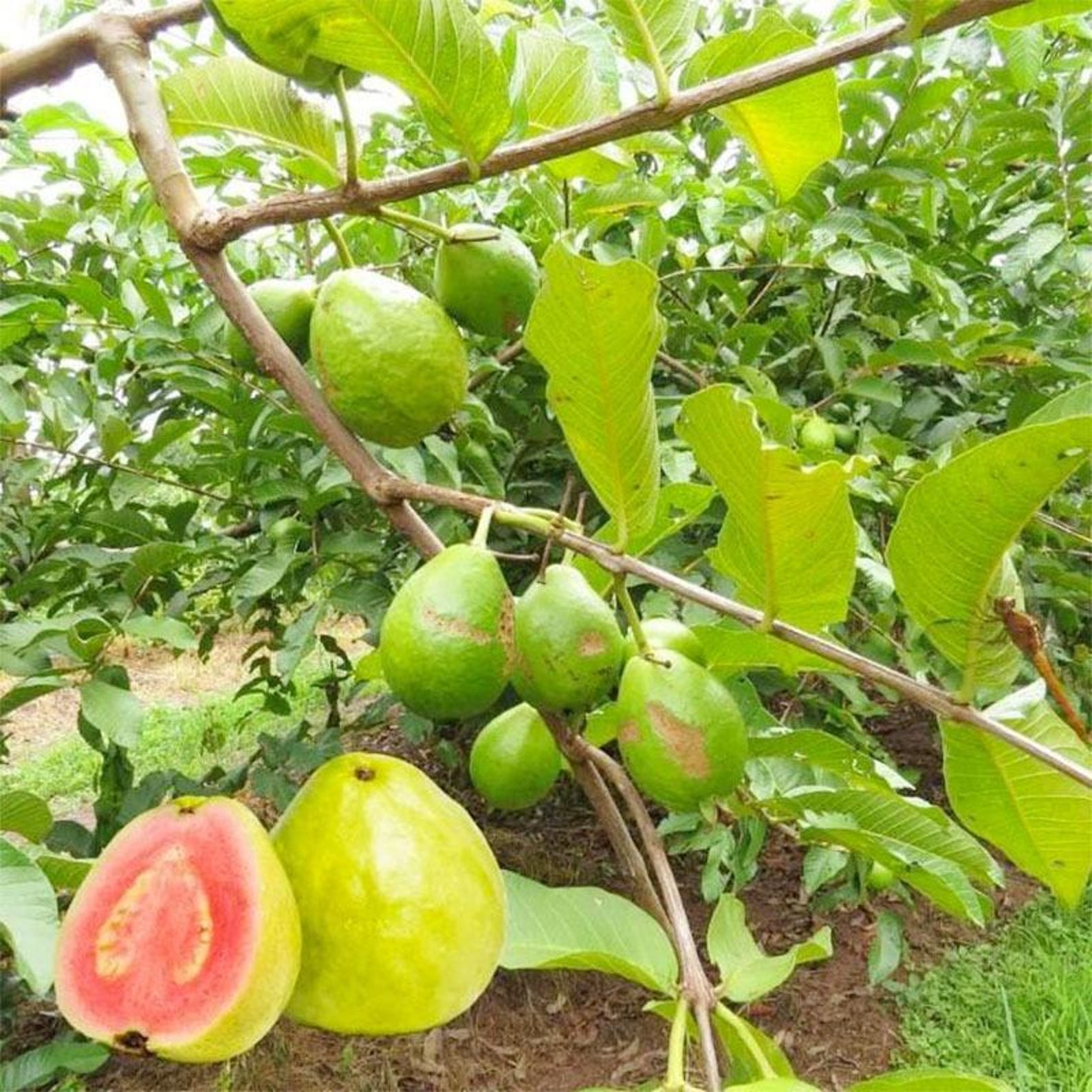 165 Pieces Heirloom Rare Guava Tree Seeds Non-GMO Open-Pollinated Fast Growing Tropical Fruit Seeds for Indoor Bonsai Outdoor Garden Planting