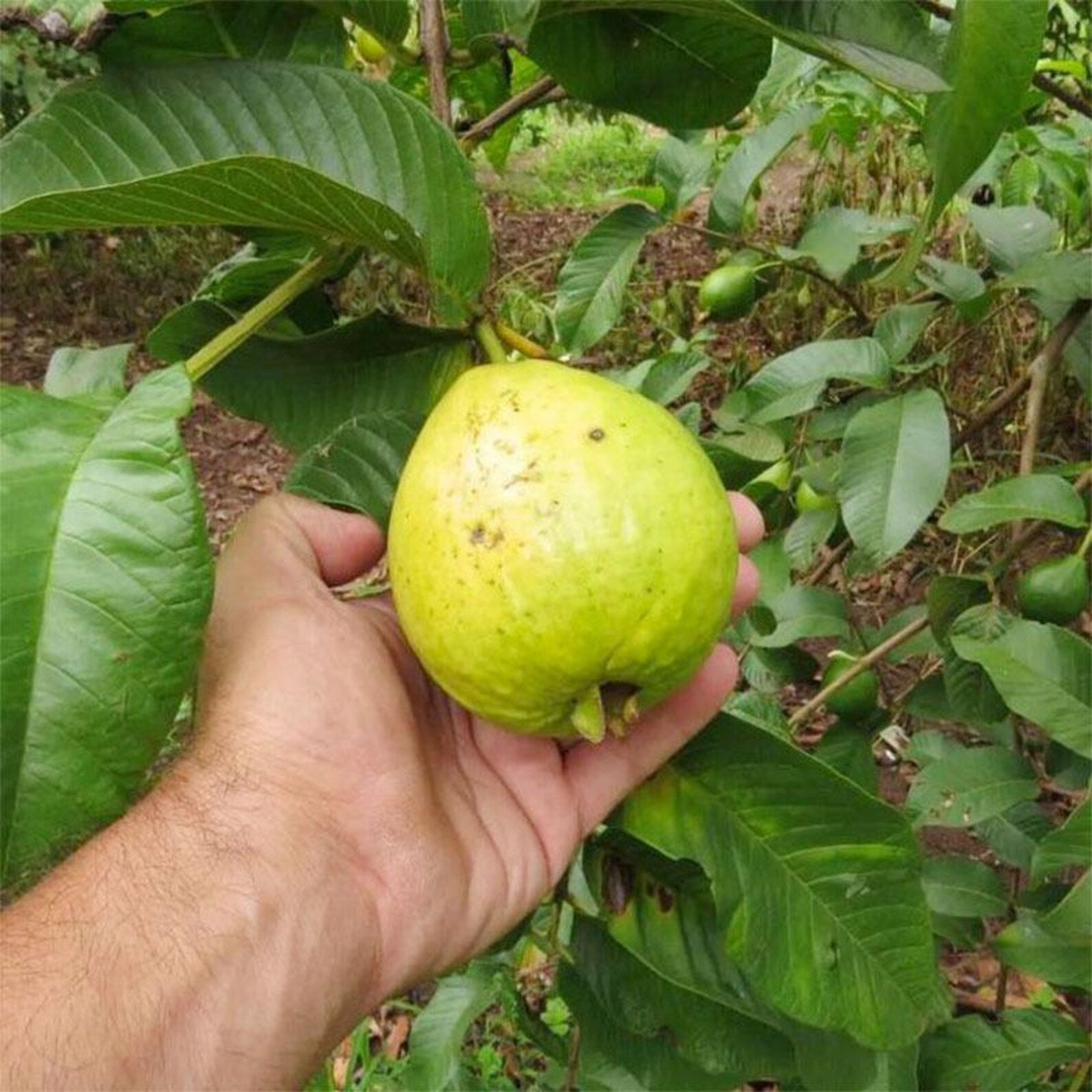 165 Pieces Heirloom Rare Guava Tree Seeds Non-GMO Open-Pollinated Fast Growing Tropical Fruit Seeds for Indoor Bonsai Outdoor Garden Planting